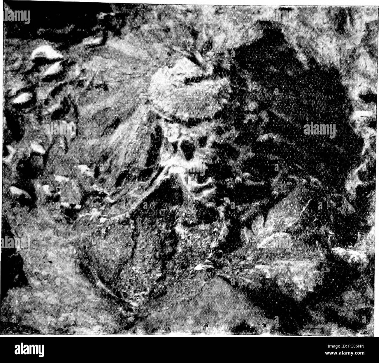 . Piante fossili : per gli studenti di botanica e geologia . Paleobotanica. xxxvi] CYCADEOIDEA 411, l'abbondanza di laterale germogli fertili tra la lamina di base mostra che è essenzialmente simile al Cycadeoidea Gibsoniana. Il tipo di campione nel Museo di Dresda è uno splendido esempio di un fossile cycadean stelo; si tratta probabilmente del Cretaceo inferiore età, ma è stato trovato in Gahcia come esemplari isolati. Esso è costituito da una porzione di un tronco cilindrico simile in abitudine a C. gigantea, •5 incontrato. alta e circa lo stesso diametro. L'albedo, secondo. Fid. 534. Cycadeoidea Reichenbachiana. A tazza o a cavità Foto Stock