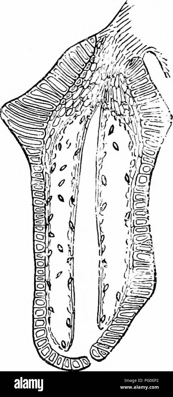 . Piante fossili : per gli studenti di botanica e geologia . Paleobotanica. 408 BENNETTITALES [CH. di lociJi sono delimitate da cellule appiattite e ci sono 10-20 loculi in ciascuna delle due righe: de- hiscence dei singoli locuh avviene al centro della parete interna. f^ Cycadeoidea Marshiana Ward. Questo Cretaceo inferiore Black Hills specie^ offre un mirabile esempio di un metodo di ramificazione presentato da alcuni fusti: come mostrato in Wieland le fotografie di^ ci possono essere cinque o sei grandi e massicci tronchi tutti nella stessa fase di fruttificazione, diverso ma Httle in dimensioni e formare un cluster resembhng Foto Stock