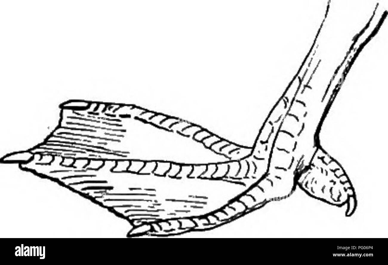 . Come conoscere le anatre e oche e cigni del Nord America, tutte le specie che sono raggruppati secondo la dimensione e il colore. Anatre e oche; cigni; uccelli. Testa e collo, castagno, una patch di verde dietro l'occhio; speculum, nero (maschio); la testa ed il collo, non castagno (femmina). Verde-winged Teal. Anas caroUnensis. Vedere pagina 47. Anas caroliucnsis. Sezione 2. Hind toe con una ben definita lobo membranosa o sportello. Parte 1. Piume di coda, non rigide e appuntite. Testa, viola verdastro, con patch di bianco ^^maschio); capo marrone grigiastro con patch di bianco (femmina o immaturo); senza strisce scure sulla guancia; blUlessthan tre fou Foto Stock