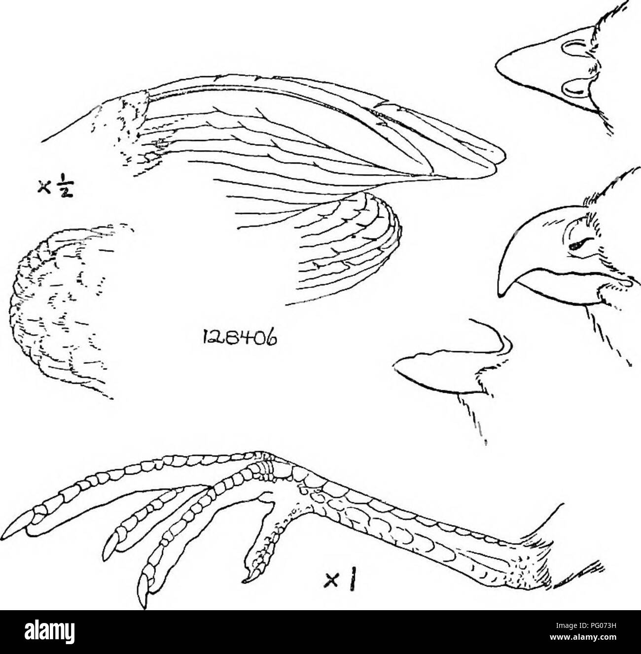 . Gli uccelli del Nord e Centro America : un catalogo descrittivo dei maggiori gruppi, generi, specie e sottospecie di uccelli noto verificarsi in Nord America, dall'Artico terre al istmo di Panama, Indie Occidentali e le altre isole del mare dei Caraibi, e l'Arcipelago delle Galapagos . Gli uccelli. Gli uccelli DEL NORD E CENTRO AMERICA 365 grandi e robustamente costruito molto corto-tailed Odontophorinae (ala di circa 127-158 mm.) con coda corta (meno di metà come lungo come ala), grandi e stout piedi (tarso quasi un terzo come lungo come ala, talvolta leggermente più lunghi), Bill pesanti, più o meno esteso Foto Stock