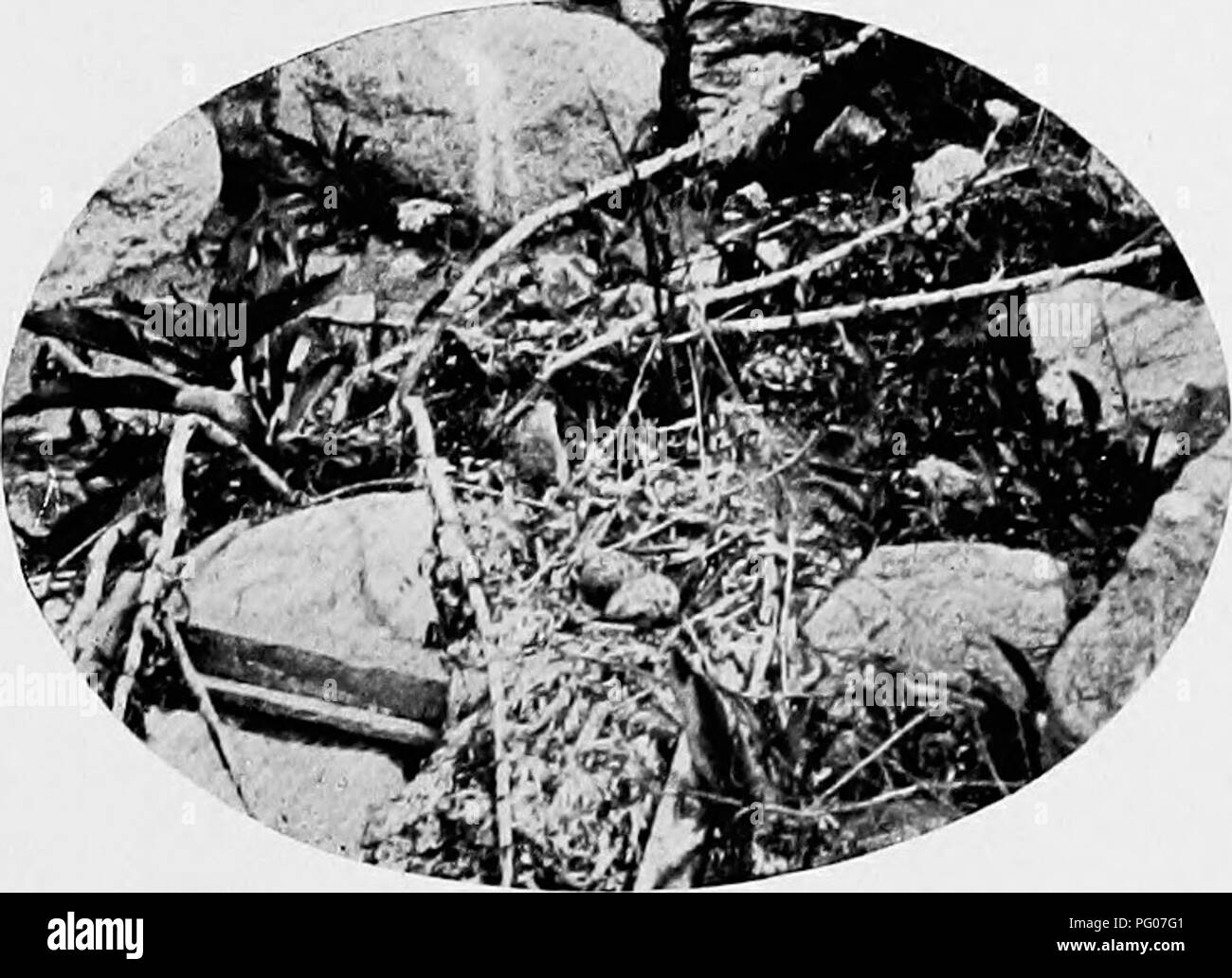 Questo lavoro discute le tecniche fotografiche degli uccelli, concentrandosi sul comportamento e sulle strategie protettive delle terns. Il libro esplora l'uso istintivo della mimetizzazione da parte delle giovani terne e i loro comportamenti adattivi quando minacciati, offrendo una prospettiva preziosa per i fotografi di uccelli. Foto Stock