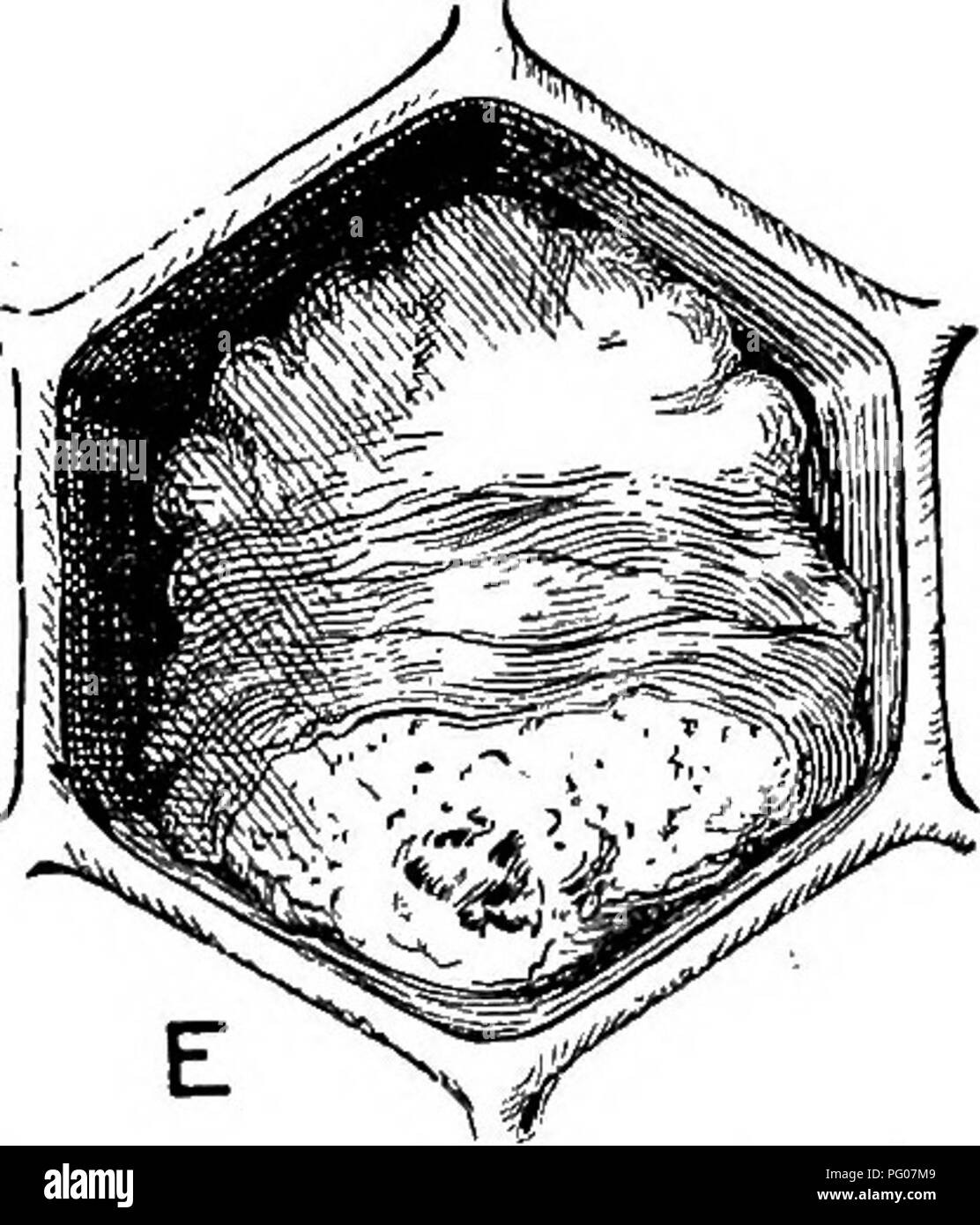 . Malattie delle api. Le api. FiGnBB 4.-larve (prepupae) che possono o non possono essere sigillate in cellule e che sono distesi longitudinalmente al momento della morte dalla peste europea. Fasi ha un aspetto simile a quelli illustrati qui sono incontrate nella peste Ansricani. A. Sunken e forate tappatura di una cella contenente un larvq,, morti di peste europea; B, larva giacente in senso longitudinale nella cella e recentemente morti di peste europea; O, come B tranne che in uno stadio più avanzato di decomposizione; D, scala formata da essiccato-down larva morti di peste europea; e i resti di una larva morti dell Unione Europea Foto Stock