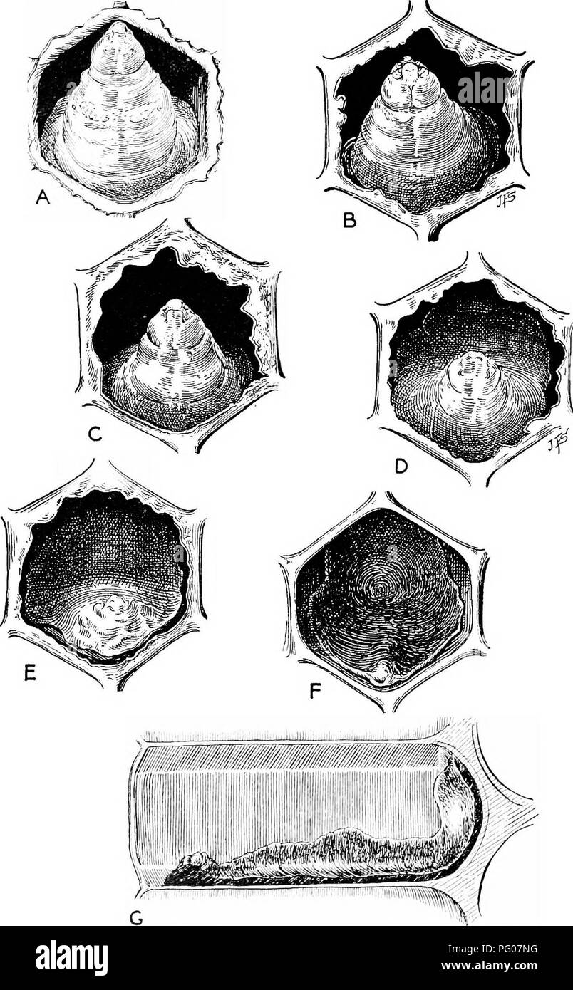 . Malattie delle api. Le api. FABMEES' BULLETIN 1713. Figura 1.-fasi di aecomposition di larve (prepupae) morti o£ American fallo- brood : un sano, larva all età in cui la maggior parte delle matrici di covata di American foulbrooQ. B, C, D, B, fasi progressive i" il decomjposition di larve. Queste fasi di solito può essere rilevato solo rimuovendo il cappings. P, Scala di American foulbrooQ. Tranne in pettini nuovi la scala è difficile da vedere a guardare dritto nella cellula. Il pettine deve essere tenuta in modo tale che la linea di vista cade sul pavimento lungo delle cellule. Questo può essere fatto afferrando il pettine b Foto Stock
