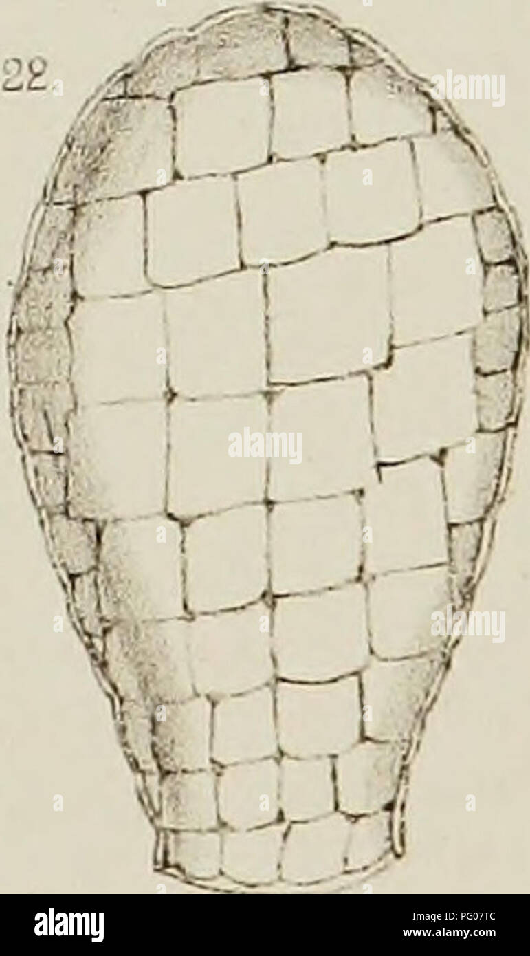 . Di acqua fresca rhizopods del Nord America. Rhizopoda; animali d'acqua dolce. . Si prega di notare che queste immagini vengono estratte dalla pagina sottoposta a scansione di immagini che possono essere state migliorate digitalmente per la leggibilità - Colorazione e aspetto di queste illustrazioni potrebbero non perfettamente assomigliano al lavoro originale. Leidy, Giuseppe, 1823-1891. Washington, governo Ufficio Stampa Foto Stock