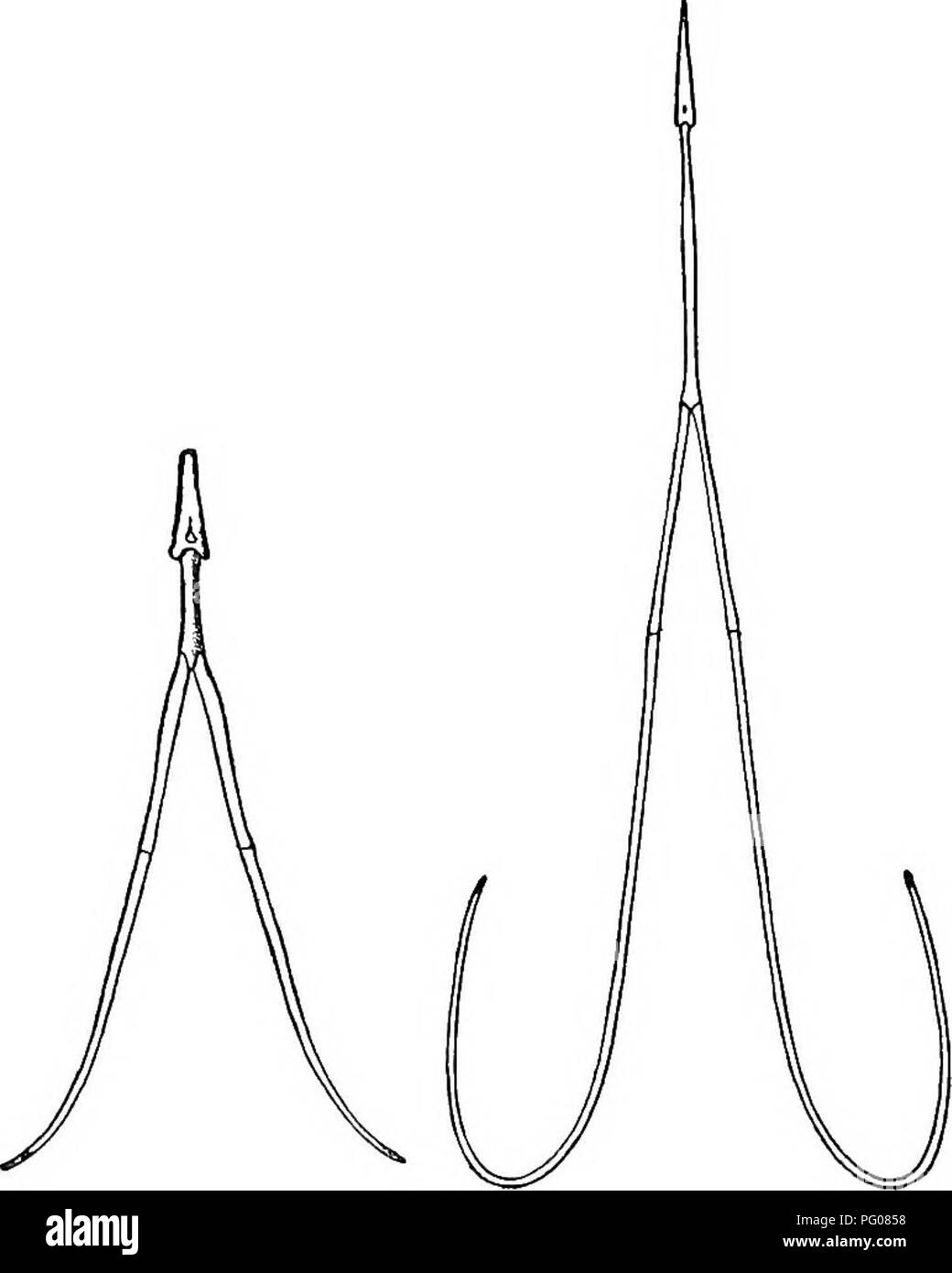 . I picchi. Picchi. 102 i picchi lungo il tetto della sua bocca. Non appena egli voglia chiudere il suo conto, volare indietro gli ossicini guidati dal loro guaine cavi elastici di muscolo. Hyoids di Sapsucker e Golden-fronteggiata Picchio. nel loro nascondiglio nella parte superiore del disegno di legge. Il rivestimento muscolare è una parte della stessa busta morbido che abbiamo visto giacente in rughe alla radice della lingua. Esso copre tutta la lunghezza. Si prega di notare che queste immagini vengono estratte dalla pagina sottoposta a scansione di immagini che possono essere state migliorate digitalmente per la leggibilità - Colorazione e aspetto di questi il Foto Stock