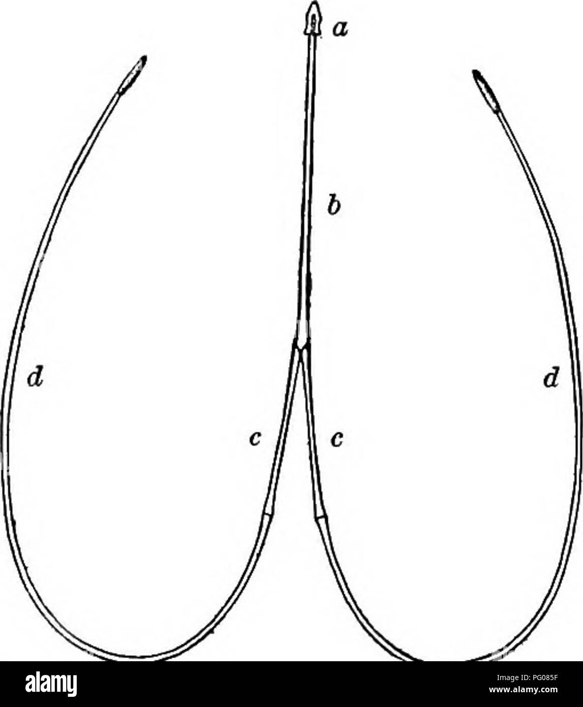 . I picchi. Picchi. 100 picchi provengono da? Non tratto come un pezzo di corda elastica ? O è una parte nascosta da qualche parte ? E se è così, dove è mantenuta ? Queste domande sono risposte da studiare le ossa della linguetta, per senza le ossa non poteva essere guidato più rapidamente e sicuramente come è. In- fatti, tutte le alette presentano le ossa in esse, come scoprirete tagliando accuratamente le fette in prossimità della radice di un bue-lingua, ma nessuna altra creatura ha tale lunga e complessa lingua-ossa come alcuni dei picchi. Essi sono il slen- derest e la maggior parte deli- cate poco aste ossee, uniti e Foto Stock