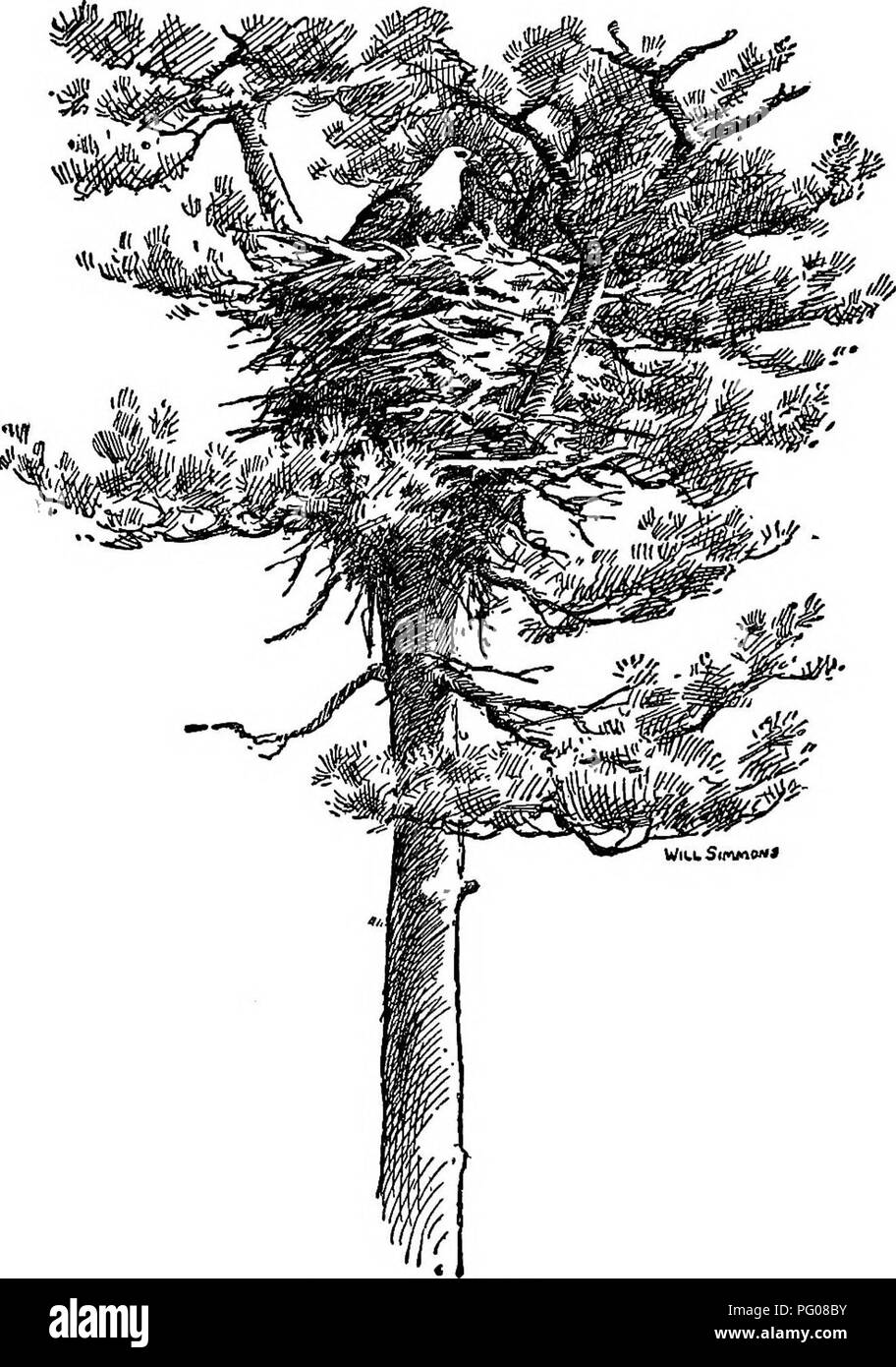 Questa voce tratta da "The Bird Study Book" di T. Gilbert Pearson presenta un'illustrazione e una descrizione di un'eyrie di un'aquila calva, che fornisce informazioni sulle abitudini di nidificazione e sull'ambiente di questa specie iconica. Il lavoro include vari studi sugli uccelli e osservazioni, con immagini digitalmente migliorate per la leggibilità. Foto Stock