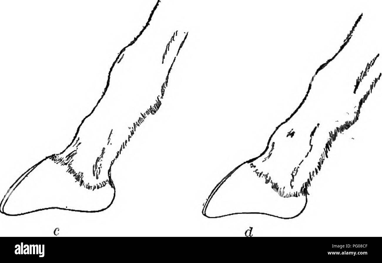 . Mammiferi del confine messicano degli Stati Uniti : un catalogo descrittivo della specie di mammiferi che si verificano in quella regione; con un riepilogo generale della storia naturale e un elenco degli alberi . Mammiferi; mammiferi; alberi; alberi; Storia Naturale; storia naturale. Bollettino 220 56, STATI UNITI MUSEO NAZIONALE. Essa ""El-k" e ha detto che molto pochi rimasti (nel 1887) anywhex"e vicino al paese degli Hopi, ma che il suo fratello ha avuto Idlled uno nelle White Mountains dell Arizona. Fine di ottobre, 1892, il cuoco di una delle parti di rilevazione, un uomo che hf^d mai vissuto in Occidente prima di un Foto Stock