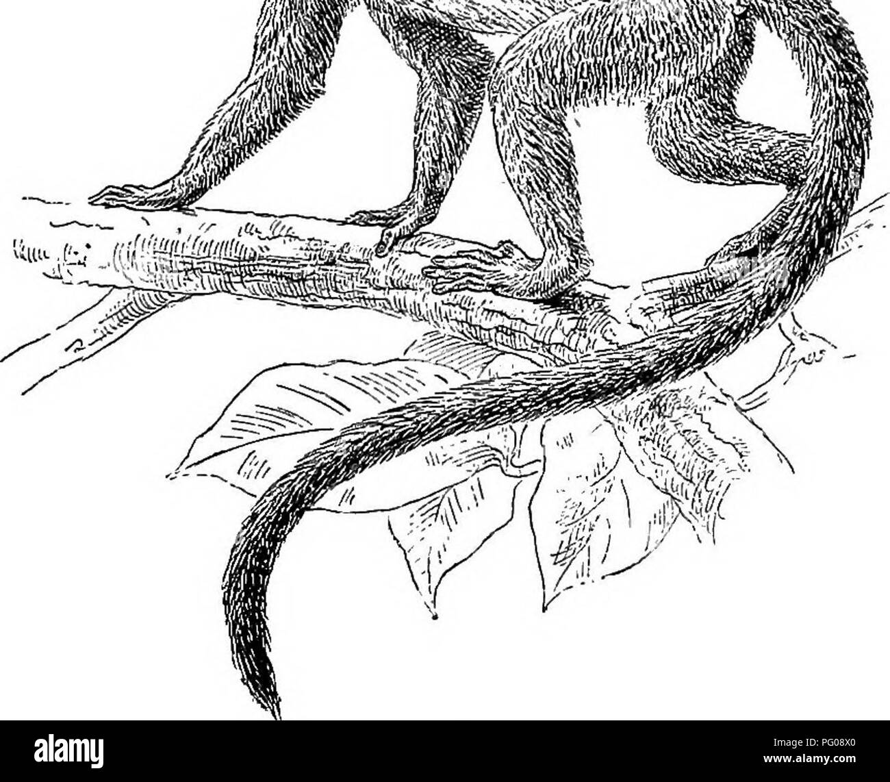 La scimmia scoiattolo, una specie che si trova nelle regioni più calde dell'America, è caratterizzata da artigli e unghie distintive, più convesse e appuntite di quelle degli esseri umani. A differenza di molte altre scimmie, le scimmie Squirrel hanno un chiodo appiattito sul piede. Questa specie è un esempio degli adattamenti unici che si trovano nella famiglia dei primati. Foto Stock