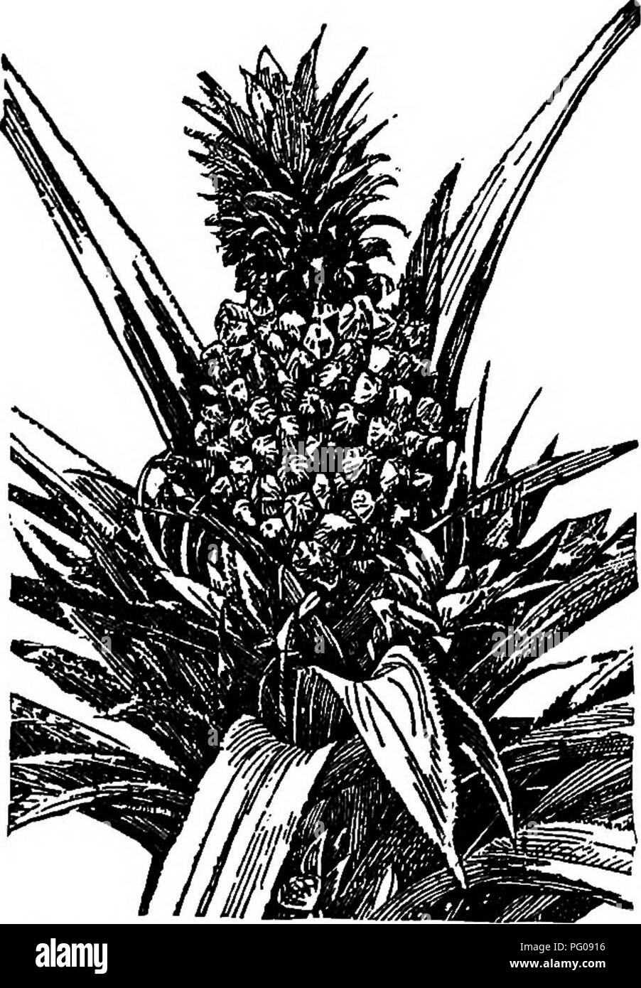 . L'Americano culturist frutta, contenente le indicazioni per la propagazione e la cultura di tutti i frutti adattata per gli Stati Uniti. Frutti-coltura. 68o l'ananas. enne levetta, il risultato di attraversare i cui effetti prob- abl}' esteso alla corona sopra e la slitta immediatamente al di sotto di essa. Le piante sono moltiplicati per la corona alla sommità del frutto, la slitta che cluster intorno alla sua base, le ventose vicino al piede della levetta o ratoons dalla radice. Se la varietà è scarsa e va- luable, impianti addizionali possono essere prodotte da talee dello stelo, che contengono ascellari dormienti Foto Stock