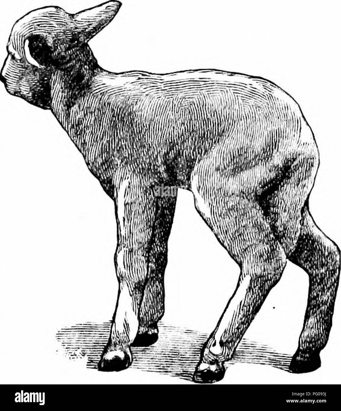 . Storie di umile amici . Il comportamento di animali. 173 campi, attraverso un giardino, ora tetro e nevoso e nella grande cucina calda del casale. Vi Nelly, Signor, Marrone la figlia era pronto per loro. Lei aveva un po' di latte warmlngf sul fornello. Gli agnelli sono stati presi dal sacco. Essi erano troppo refrigerate e debole per cavalletto. Nelly mescolato alcuni whisky con il latte caldo e poi lei e suo padre lo versò giù gli agnelli' gole dal cucchiaio- fuls. Quelli che sembravano più deboli hanno partecipato al primo. Presto tutte le Iambs cominciò a rivivere ; anche molto piccolo che pareva fosse morto, anche se erano a wo Foto Stock