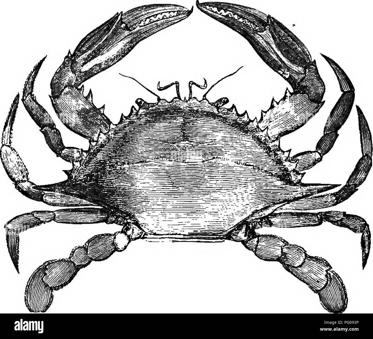 . Storia naturale degli animali. Contenente una breve descrizione degli animali figurati sul Tenney di storia naturale compresse, ma completo senza le compresse. Zoologia. Fig. 345. -Fiddler granchio. Fig. 346. - Gamberi esca.. Fig. 347.-American Granchio di mare. parte del corpo lungo e morbido, e rastremazione e assumono la loro dimora in vuoto conchiglie univalve, che trascinano con sé ovunque e guardano come se fossero i reali e i proprietari originali delle case wliich in cui vivono. Quando un eremita granchi diventa troppo lara"e per il guscio che esso. Si prega di notare che queste immagini vengono estratte p. Foto Stock