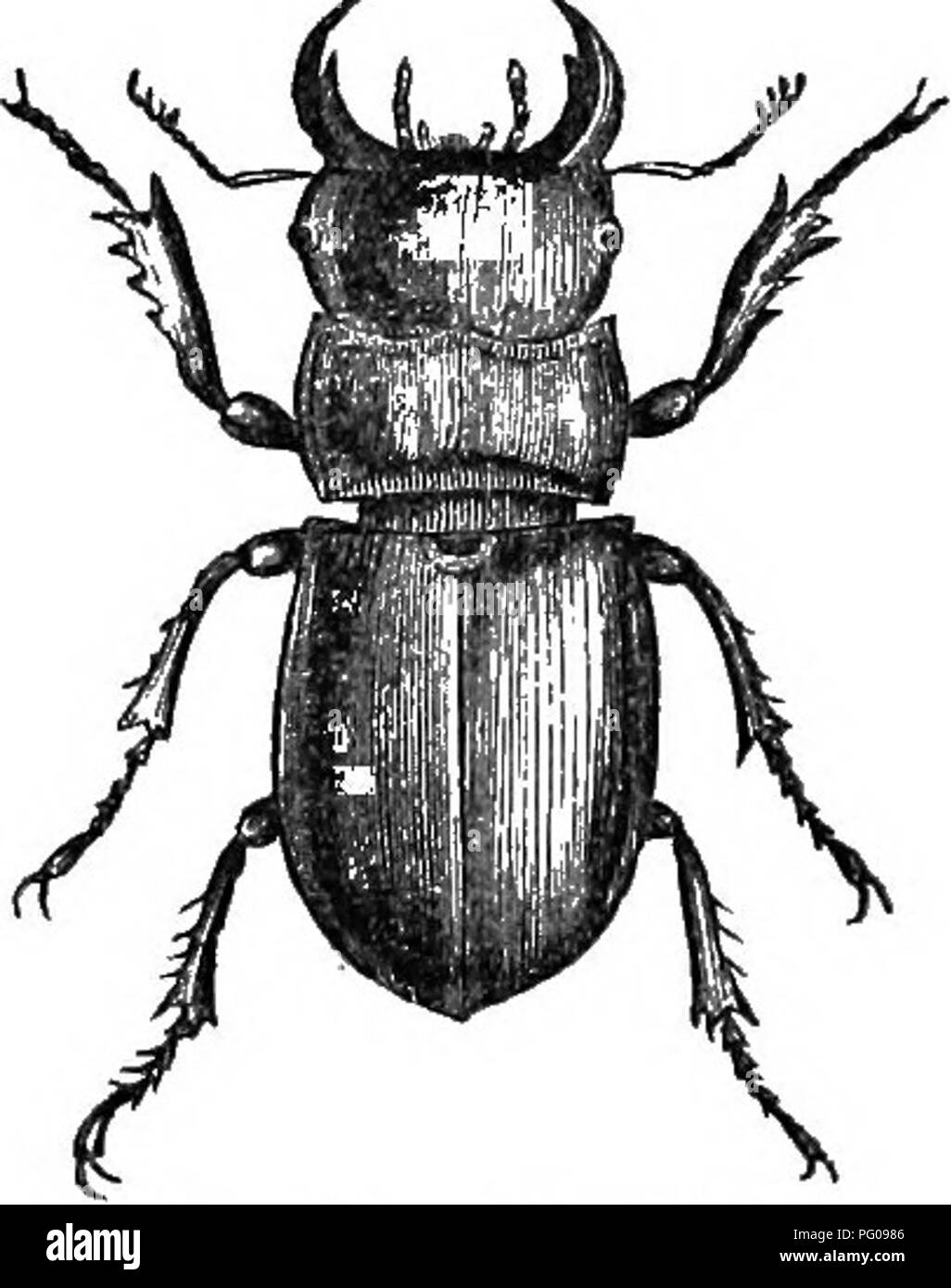 . Storia naturale degli animali. Contenente una breve descrizione degli animali figurati sul Tenney di storia naturale compresse, ma completo senza le compresse. Zoologia. 162 SI ARTICOLA: insetti. EOVE coleotteri. Queste sono lunghe e strette e con ganasce stout e hind corpo molto più a lungo di ALA-copre. Quando corrono sollevano il corpo di cerva e spostarlo in direzioni diverse. Tliey si trovano circa decadendo sostanze. Il larvje strettamente somigliare il perfetto insetto. Fig. 298.-Foro Beetle. Clacson-bug. Horn-Bugs sono coleotteri che hanno il corpo molto duro e oblungo, il torace e la testa molto grandi, e Foto Stock