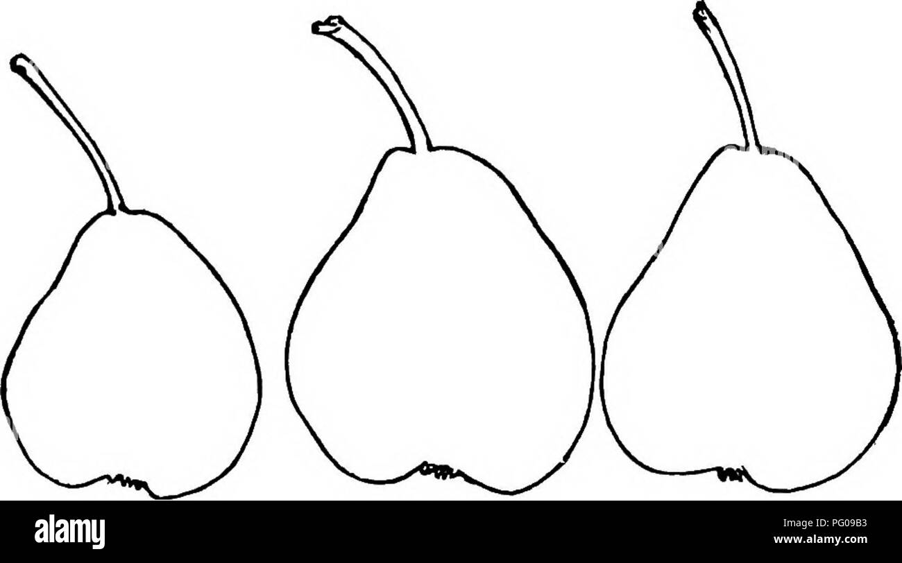 Questo lavoro di riferimento delinea i metodi per la propagazione e la coltivazione di un'ampia gamma di frutti adatti ai climi americani. Comprende descrizioni dettagliate delle varietà, come Madeleine, Alpha e Inconnue Van Mons, e le rispettive caratteristiche di crescita. È una guida essenziale sia per i cultori della frutta sia per i professionisti che per i dilettanti. Foto Stock