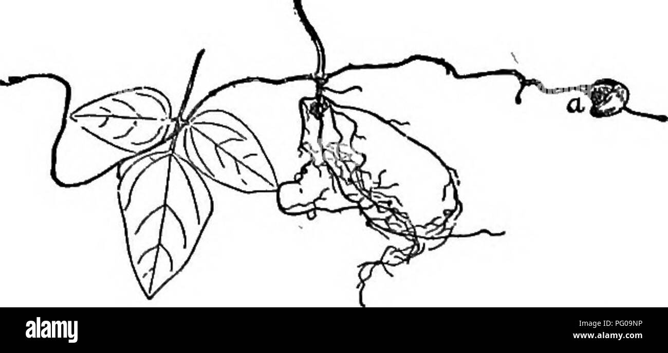 . Scelto western flora : Manitoba, Saskatchewan, Alberta . La botanica; botanica; Botanica. LEGUMINOSiE 73 corolla bianca standard, più a lungo di altri petali. Luoghi di rifiuti, abbastanza comune, introdotto, Man.-Alta. 9. AMPHICARPA. Il Porco Pbanttt. Fiori di due tipi, - small bianco o viola fiori perfetti in racemi ascellari e solitaria fertile apetalous fiori su flliform creeping braneh.es dalla base e generalmente interrati; calice 4 o raramente a 5 denti; sta- mens diadelphous; baccelli dei fiori superiore curvo e sgambate e quelli della parte inferiore a forma di pera, 1-seminate.  Basso esili erbe perenni wi Foto Stock