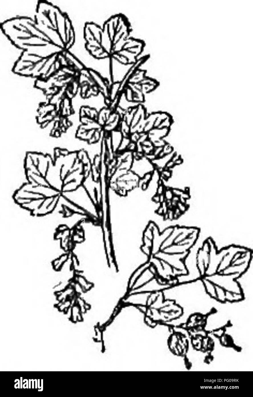 . Scelto western flora : Manitoba, Saskatchewan, Alberta . La botanica; botanica; Botanica. 60 selezionato "WESTERN FLORA 3. R. flaridum, L'H&amp;. Lascia bruscamente il 3- S-lobate, doppiamente ser- rate; fiori grandi, giallastro; racemi cada, roverella; calice a campana, liscia. Spessore umido- ste, Man. e E. Sask. 4. R. hudsonianum, Richards. Wild Curbant Nero.. Fig. 43. -Ribes floridum.. Si prega di notare che queste immagini vengono estratte dalla pagina sottoposta a scansione di immagini che possono essere state migliorate digitalmente per la leggibilità - Colorazione e aspetto di queste illustrazioni potrebbero non perfettamente assomigliano al lavoro originale. Foto Stock