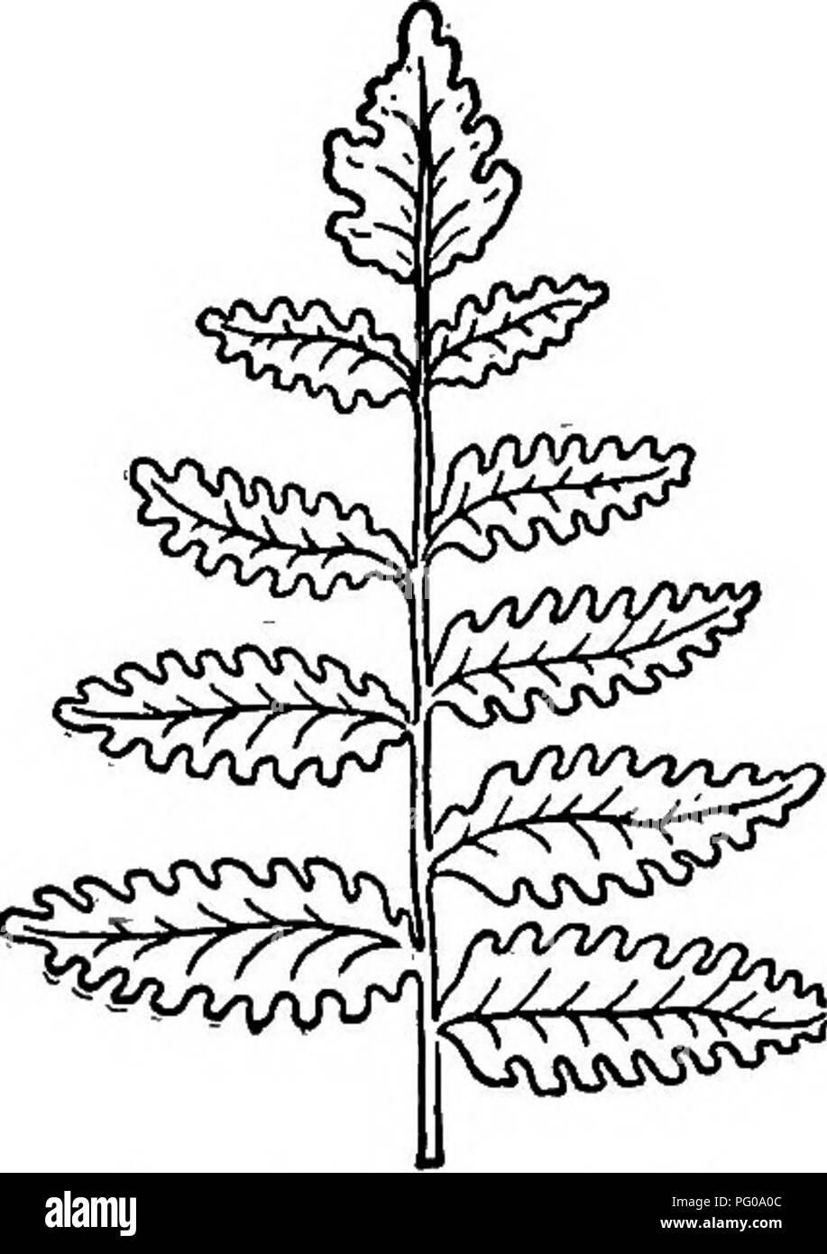 . Scelto western flora : Manitoba, Saskatchewan, Alberta . La botanica; botanica; Botanica. Fig. 2. - La fruttificazione Frond dell ' Fern. Figlio di o. Uno sorus con la sua indusium a b. ,,'. Fig. 3. - Aspidium cristatum. 1. P. aquilina, L. Bbake: Frond stout, 1-2 ft. hfgh, 3-biforcato nella parte superiore, ciascun ramo 2-pinnate; Rizoma colore nero, ampiamente diffondendo. Rooky mts. e E. Man. II. OPHIOGLOSSACE^. Mbre o meno carnoso o le piante succulente, costituito da un frond-come il gambo e le foglie da crescente a, .§hort portinnesto o carnoso., radice, il frond consiste di due parti, una felce-simili e sterile, le altre a spike o panicle Foto Stock