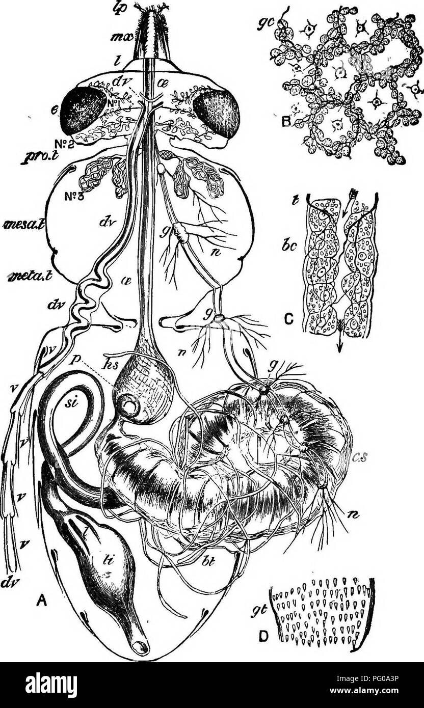 . Apicoltura pratica. Le api. Fig. 4.-sistema digestivo di Bee (ingrandita dieci volte.), la sezione orizzontale del corpo; Ip, palpus labiale; mx, mascella; e, occhio; dr, DV, vaso dorsale; v, ventricoli del medesimo; n. 1, n. 2, n. 3, ghiandola salivare sistemi, 1, 2, 3; ae, esofago; pro. t, prothorax; mesa, t, mesathorax; meta. t, metathorax; g, g, nei gangli del nervo principale catena; n, nervi; hs, miele sac; p, petaloid tappo di miele sac o stomaco-bocca; c. s, chilo stomaco; ht, biliari o -inalpighian navi; si, intestino tenue; 1, lamelle o piastre premistoppa del colon; li, intestino crasso. B, cellulare Foto Stock