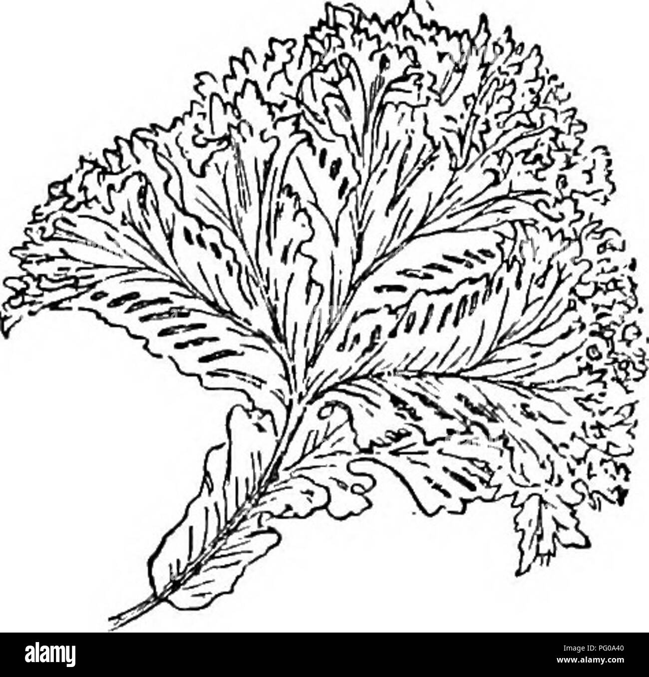 . Il libro di scelta felci : per il giardino, veranda, e fornelli : descrizione e dando esplicito direzioni culturali per la migliore e la più suggestiva di felci e selaginellas nella coltivazione. Illustrato con le piastre colorate e numerose incisioni in legno appositamente preparato per questo lavoro . Felci; felci. SCOLOPENDRIUM. 329 S. Y. Gloverii-Glo-ver'-i-i (Glover's), Stansfield. Un nano molto ramificato varietà, in qualche modo assimilabile ad un diminutivo S. v. glomeratum. Le levette delle fronde sono diverse volte ripetutamente ramificato, e la loro porzione frondoso, anche ripetutamente ramificato o diviso, forma una massa di Foto Stock