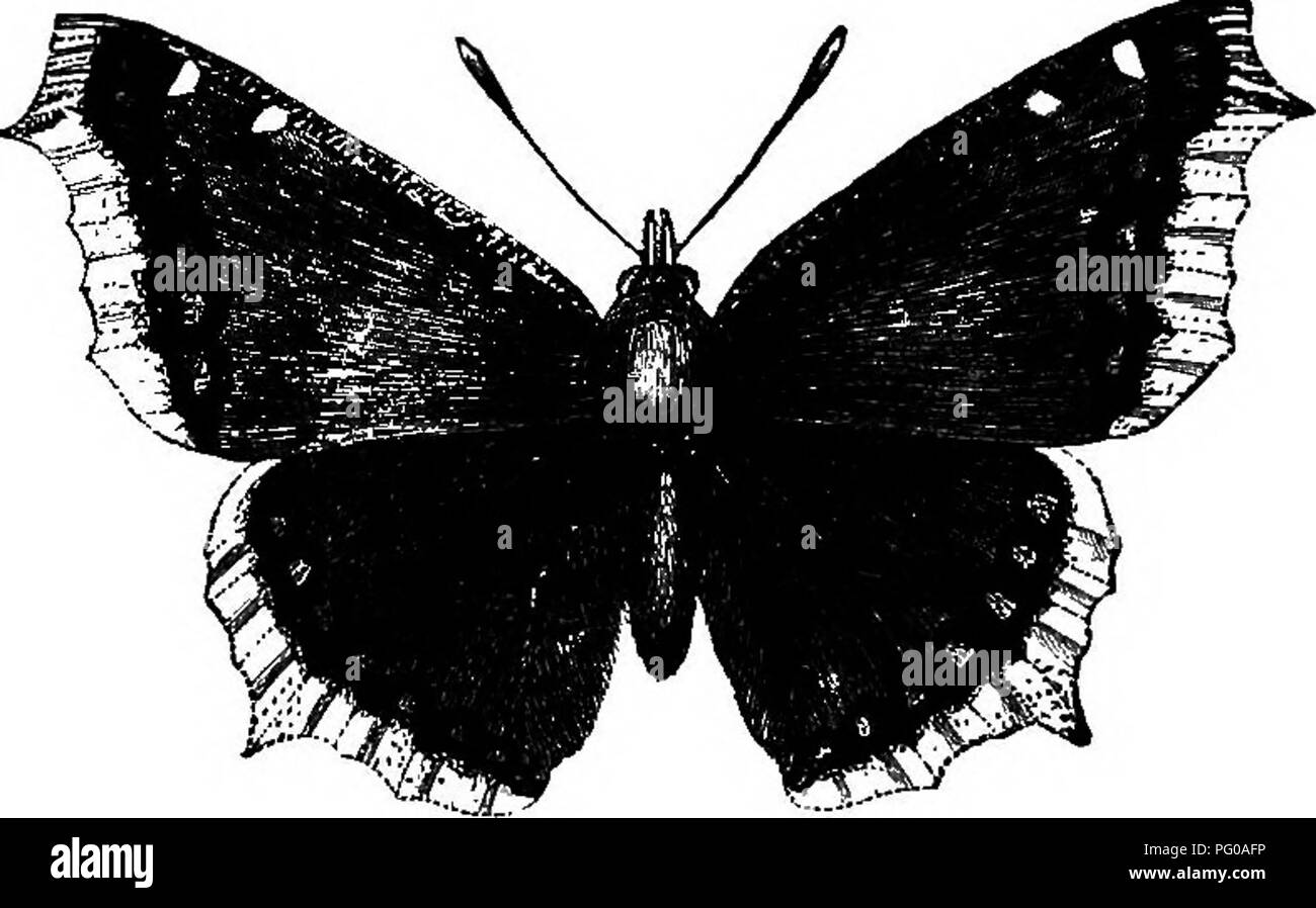 . Attività animale; un primo libro in zoo?logia. Zoologia; il comportamento di animali. Materiale per lo studio. 21 notte in luoghi caldi dove vi è una abbondante offerta di cibo per uso domestico. Uno zucchero-raffineria fornisce spesso una abbondante offerta di questi insetti. Essi possono essere tenute in vita come nel caso di cavallette. Con poche modifiche ovvie nelle direzioni e domande, scarafaggio può essere sostituito per il grasshopper nello studiare il capitolo III. Farfalle e Falene. Sebbene le forme adulte di questi insetti non sono abbondanti in tempo freddo, loro uova, bozzoli e chrysalids sono ottenuti facilmente. Nel tardo inverno Foto Stock