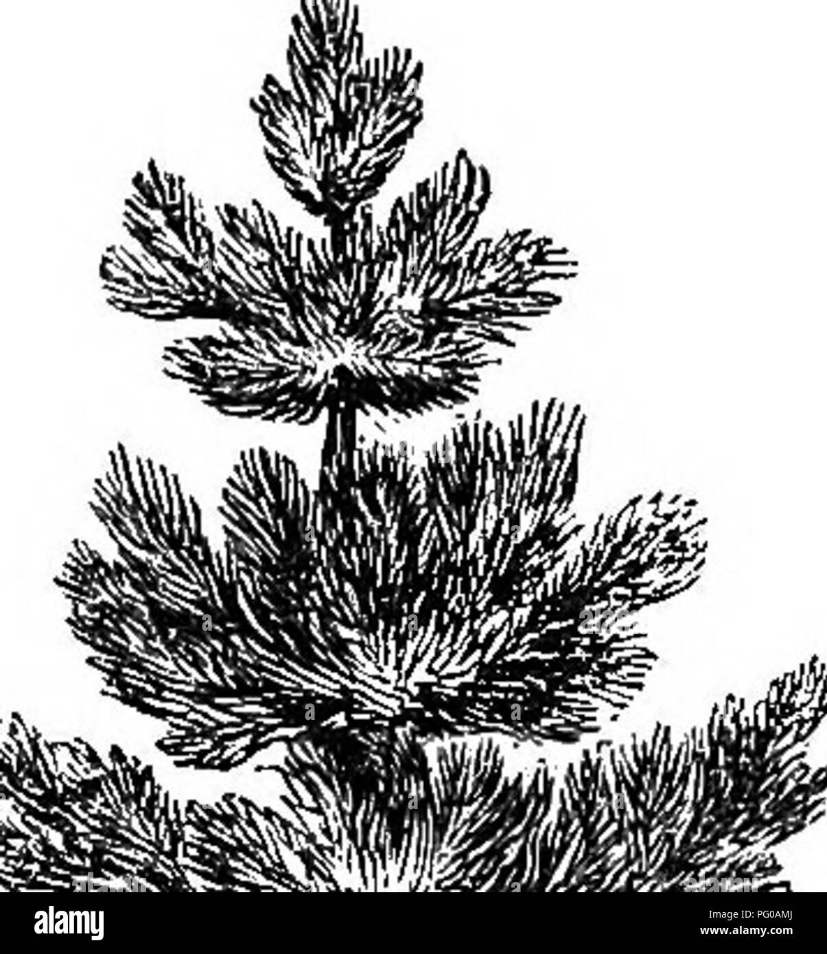 . Popolare di latifoglie e sempreverdi alberi ed arbusti, per piantare in parchi, giardini, cimiteri, ecc, ecc. Sempreverdi; gli alberi, arbusti. EVEKGEEEN TEEES. 61 Come un singolo albero, anche, su di un prato è sempre bello; e, quando lo scenario verrà ammesso, gruppi di pino questa con l'albero dei tulipani, Monte Ceneri, sanguinello, ecc., sono estremamente eifective. Vi è un pino meridionale-Pinus Australis-nativo della nostra. Si prega di notare che queste immagini vengono estratte dalla pagina sottoposta a scansione di immagini che possono essere state migliorate digitalmente per la leggibilità - Colorazione e aspetto di queste illustrazioni potrebbero non perfettamente resem Foto Stock