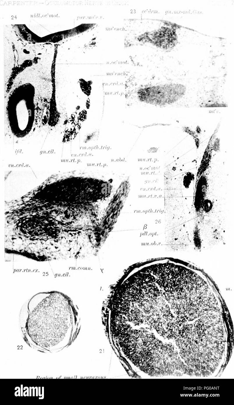 . Lo sviluppo del nervo oculomotor, il ganglio ciliare e il nervo abducent nel pulcino. Nervo ottico; del sistema nervoso simpatico; gli uccelli e il pollame. 23 ee"ih-m. gn.I,i:r-mil.Gas.. Begiiin di smnU iiPvra.rdH m.c HELioTye CO., eosTOK,. Si prega di notare che queste immagini vengono estratte dalla pagina sottoposta a scansione di immagini che possono essere state migliorate digitalmente per la leggibilità - Colorazione e aspetto di queste illustrazioni potrebbero non perfettamente assomigliano al lavoro originale. Carpenter, Frederick Walton. Cambridge, Mass. , Stampate per il museo Foto Stock