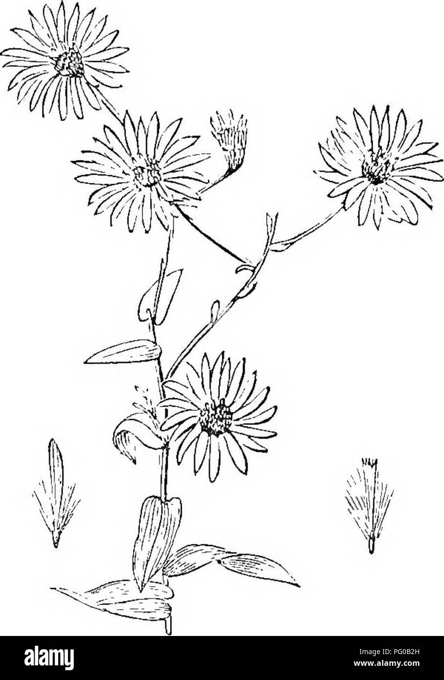 Questa guida botanica fornisce un approccio strutturato allo studio delle piante. Copre le principali strutture vegetali, tra cui setole, peli, scaglie, pappus, e la divisione delle piante in sottordini come Tubuliflorae e Liguliflorae. Progettato per gli studenti, offre informazioni scientifiche e pratiche sull'anatomia e la classificazione delle piante. Foto Stock