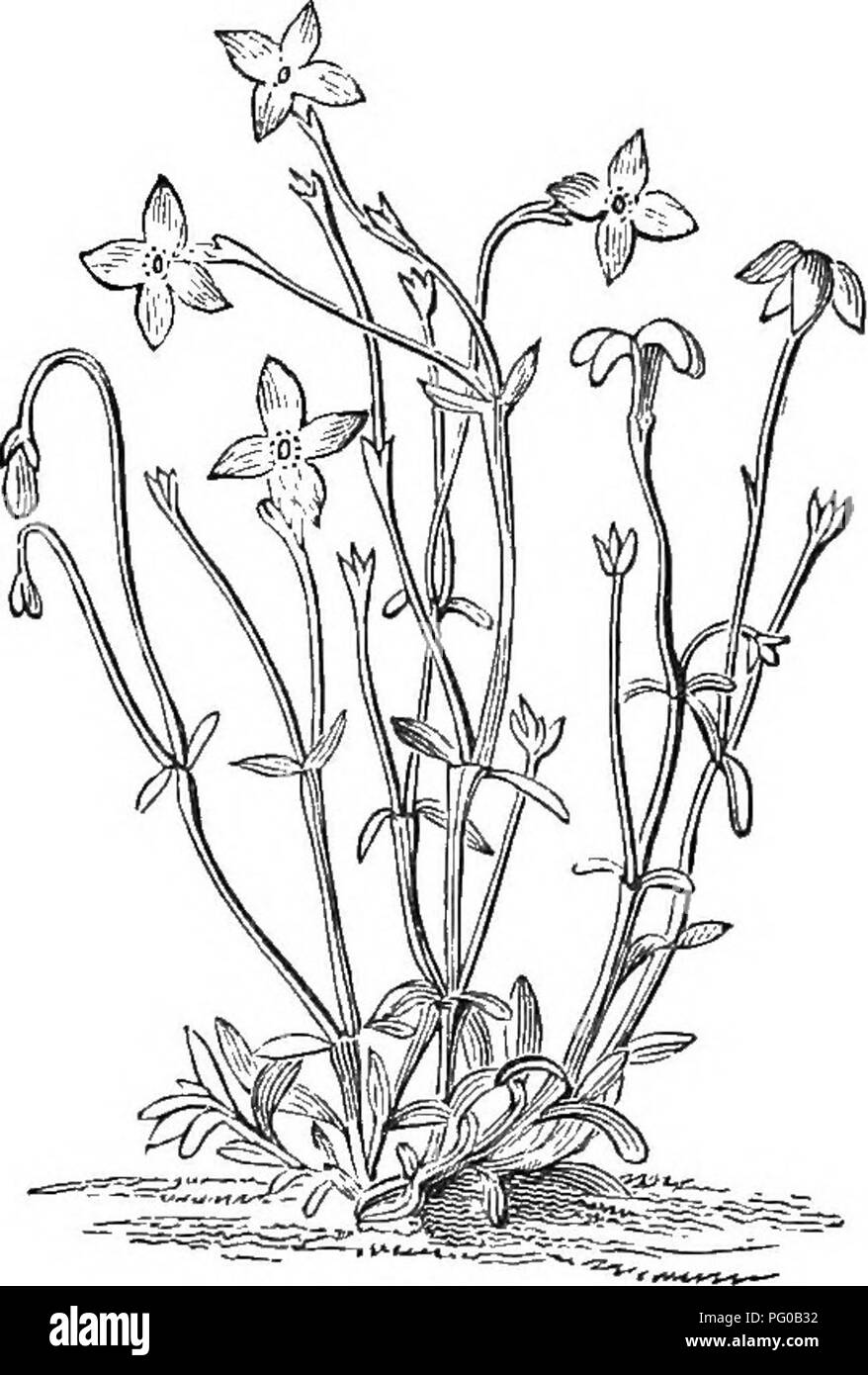 Questo libro di testo botanico è destinato a studenti e accademie, con descrizioni dettagliate delle piante, tra cui la radice di Ipecac e le sue proprietà medicinali, insieme ad altre specie come la Coffea arabica e le piante della famiglia delle Valerianaceae. Fornisce un approccio analitico alla classificazione delle piante e agli studi morfologici. Foto Stock