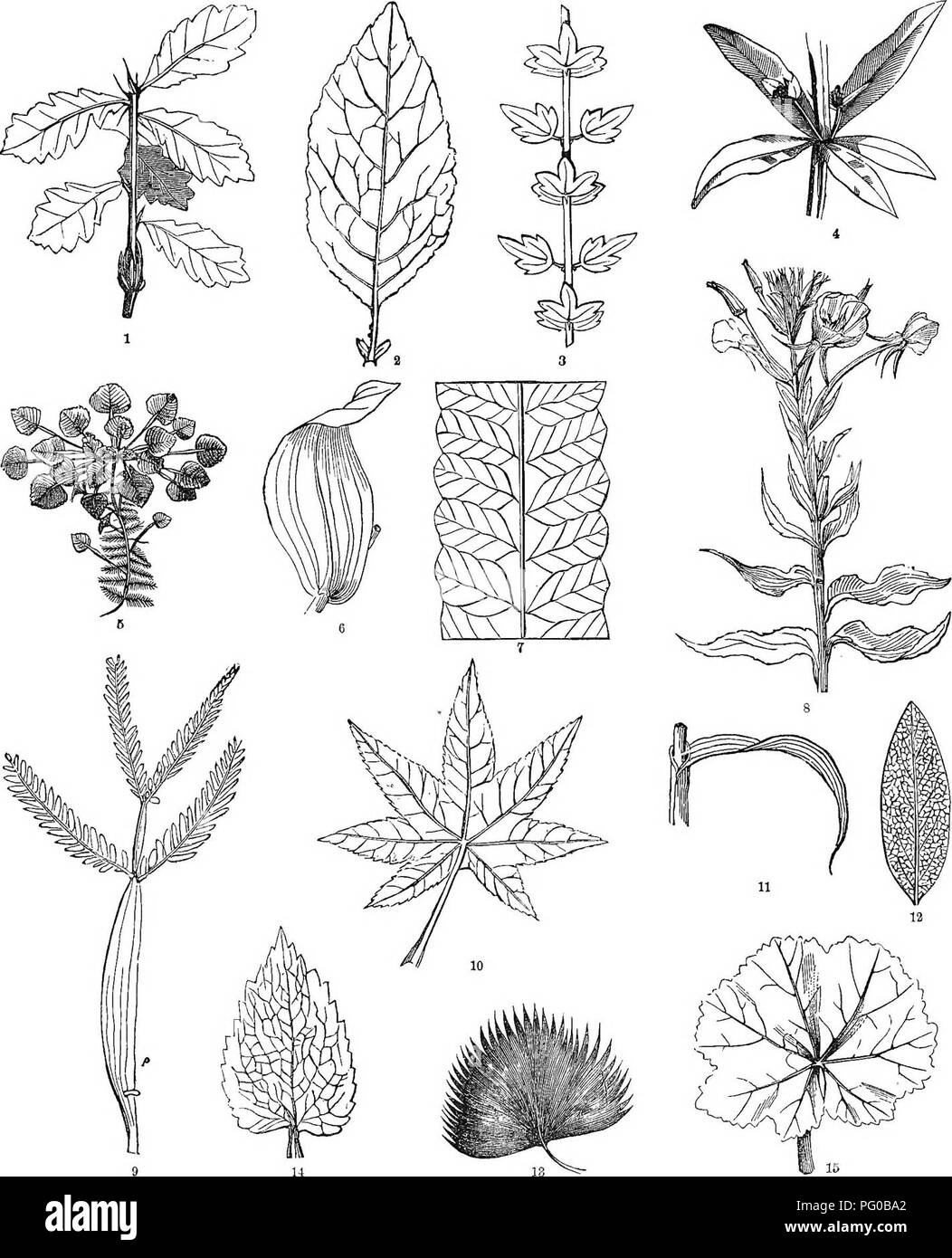 Questo libro didattico fornisce un'analisi dettagliata della venazione delle piante, concentrandosi sulla disposizione delle foglie e sui modelli venosi. Discute di varie specie di piante e dei tipi di venazione che esibiscono, tra cui foglie a venatura netta, a venatura parallela e a venatura biforca. Foto Stock