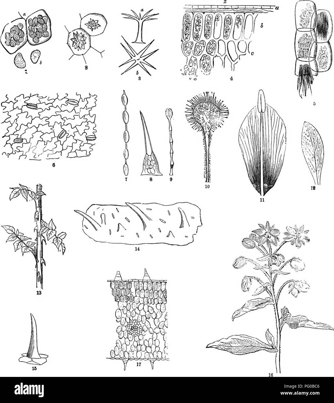 . Classe analitico-libro di botanica : progettato per le accademie e gli studenti privati. Piante. La piastra 11. Contenuto delle celle-epidermide. 13. GeDeral oggetto. Desoribofig]. Che cosa a f-st 6 ? Che cosa i punti rotondi vicino al centro ? In quali piante e quali parti delle piante fonnd ? In quali piante e parti, più abbondanti? Fig. 2. Prona ciò che pianta? Che cosa altri cristalli rappresentato ? Che cosa sono chiamati ? Perché 1 Fig. 8. A. A 6. A quale sistema appartiene ? Quali altre parti e figure in pinto 1 appartengono allo stesso sistema ? Cosa organ rappresentata in flg. 6 ? Per quanto due sistemi non appartengono Foto Stock