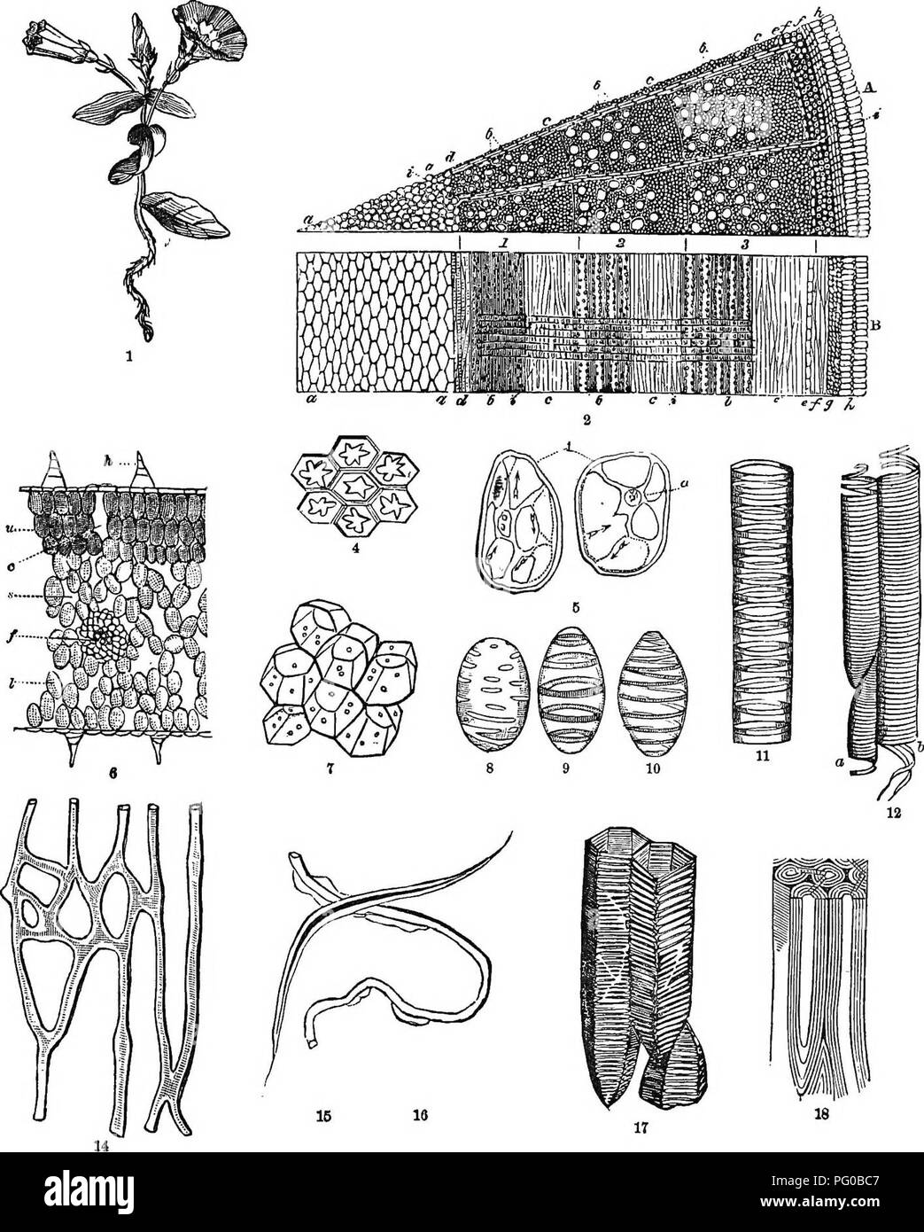 . Classe analitico-libro di botanica : progettato per le accademie e gli studenti privati. Piante. Piastra I. le cellule. 10 -'/j. S" "h", Sabjeot generale della piastra. Che cosa fa la fig. 1 rappresentano ? Di che cosa è un tipo ? Il motivo per cui f nome dei suoi organi. Cosa docs fig. 2 rappresentano ? Che la sezione verticale? La sezione trasversale? Significato della trasversale. Come diverso da quello orizzontale? Perché? Verticale, come si differenzia da longitudinale? Quale parte di o ? Che cosa nelle grandi punti bianchi in alto ? Nome le successive bnndloj, inizio a o. Quali fasci di cellule nella figura correre in una direzione verticale ? Le righe che ho Foto Stock . Classe analitico-libro di botanica : progettato per le accademie e gli studenti privati. Piante. Piastra I. le cellule. 10 -'/j. S" "h", Sabjeot generale della piastra. Che cosa fa la fig. 1 rappresentano ? Di che cosa è un tipo ? Il motivo per cui f nome dei suoi organi. Cosa docs fig. 2 rappresentano ? Che la sezione verticale? La sezione trasversale? Significato della trasversale. Come diverso da quello orizzontale? Perché? Verticale, come si differenzia da longitudinale? Quale parte di o ? Che cosa nelle grandi punti bianchi in alto ? Nome le successive bnndloj, inizio a o. Quali fasci di cellule nella figura correre in una direzione verticale ? Le righe che ho Foto Stock