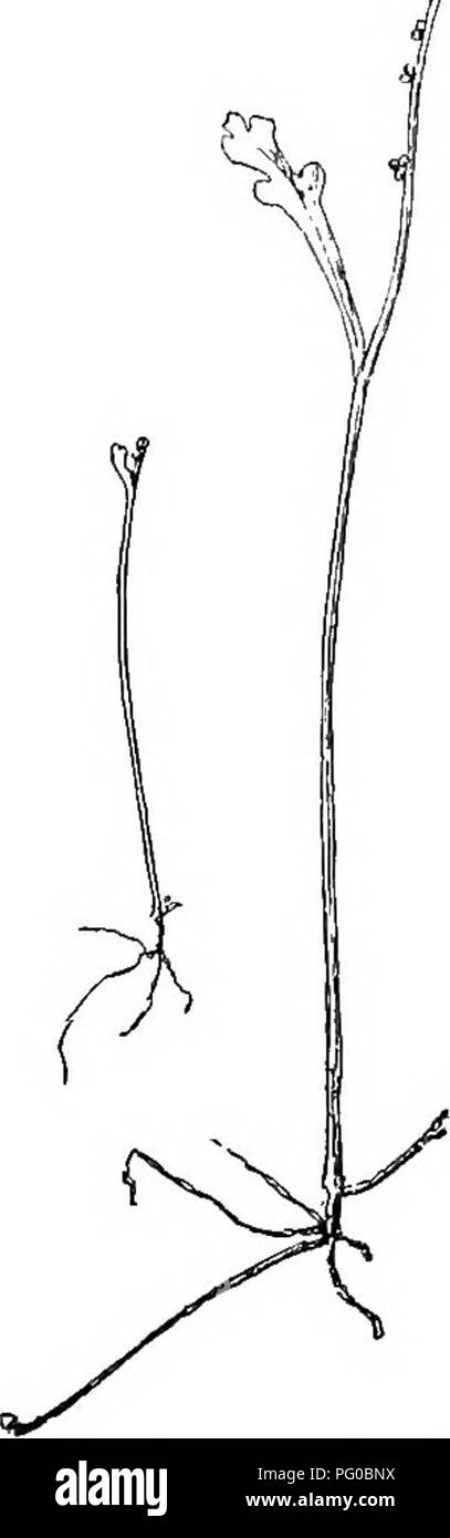 Questa guida descrive in dettaglio le specie di felce autoctone, concentrandosi sulla moonwort e i tipi correlati. Queste felci crescono in habitat diversi, alcune in ambienti inadatti. Le specie più piccole raggiungono solo un pollice di altezza, mentre quelle più grandi possono estendersi fino a nove pollici, con steli decumbenti. La guida evidenzia le caratteristiche principali della felce, sottolineando l'adattabilità ecologica. Foto Stock