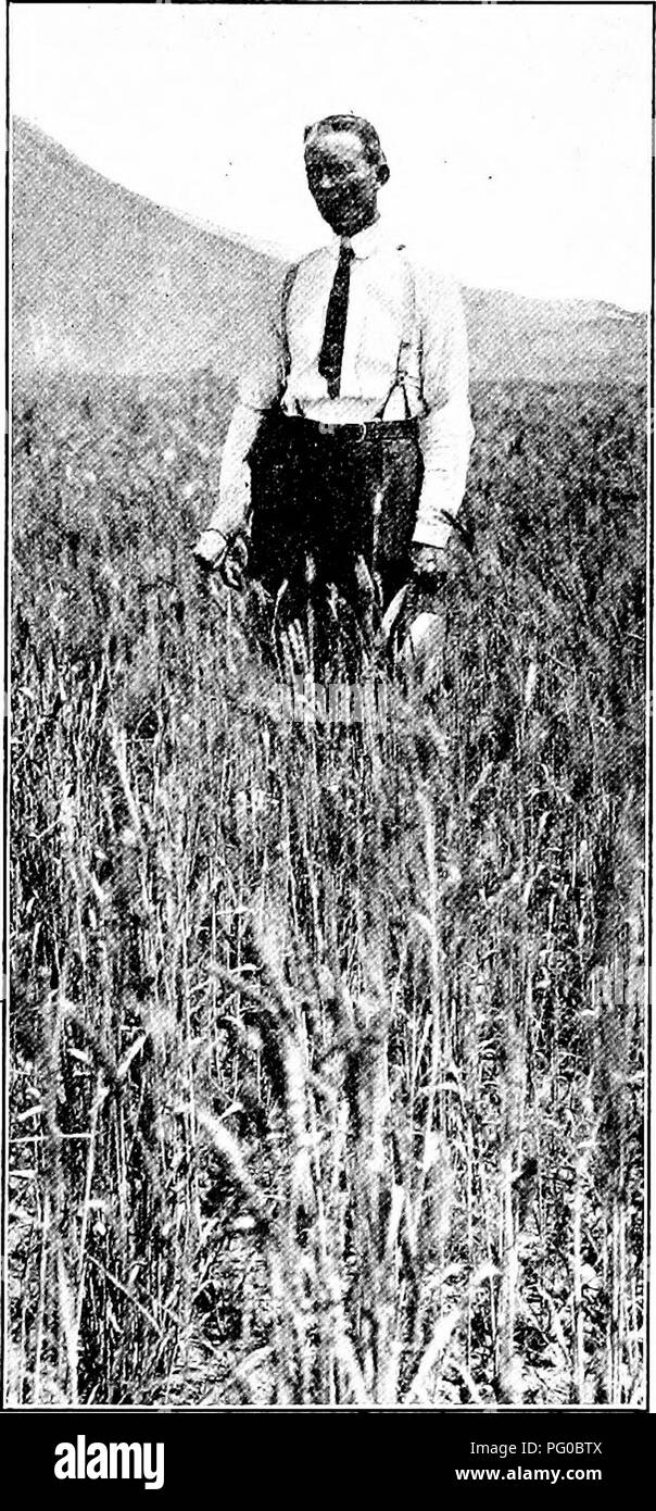 Questo articolo sull'agricoltura secca descrive le tecniche agricole per le zone con scarse precipitazioni. Copre metodi come il fermo estivo e l'uso di macchinari per testate per mantenere la fertilità del suolo. L'articolo sottolinea come queste tecniche contribuiscano a mantenere le rese delle colture in condizioni di siccità, rendendole essenziali per le regioni a coltivazione secca. Foto Stock