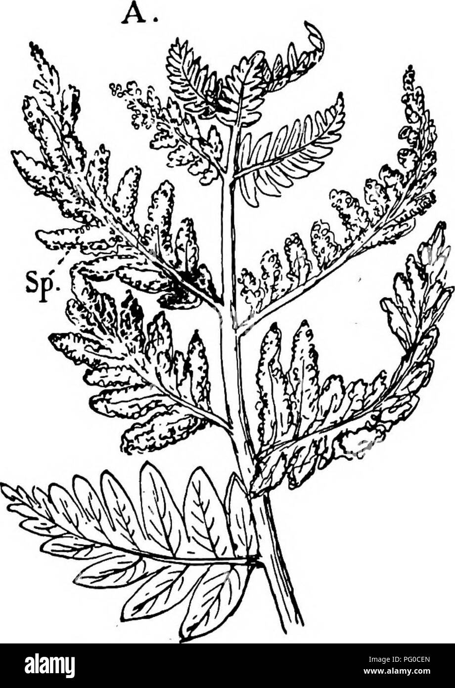 Questo testo esplora la struttura e lo sviluppo di muschi e felci, concentrandosi sulla famiglia delle Osmundaceae. La struttura rizoma è dettagliata, con rami biforcati e un cilindro centrale circondato da un endoderma. Una corteccia massiccia composta da sclerenchima e una corteccia interna parenchima sono caratteristiche chiave. Le caratteristiche uniche della pianta sono discusse nel più ampio contesto della morfologia della felce. Foto Stock