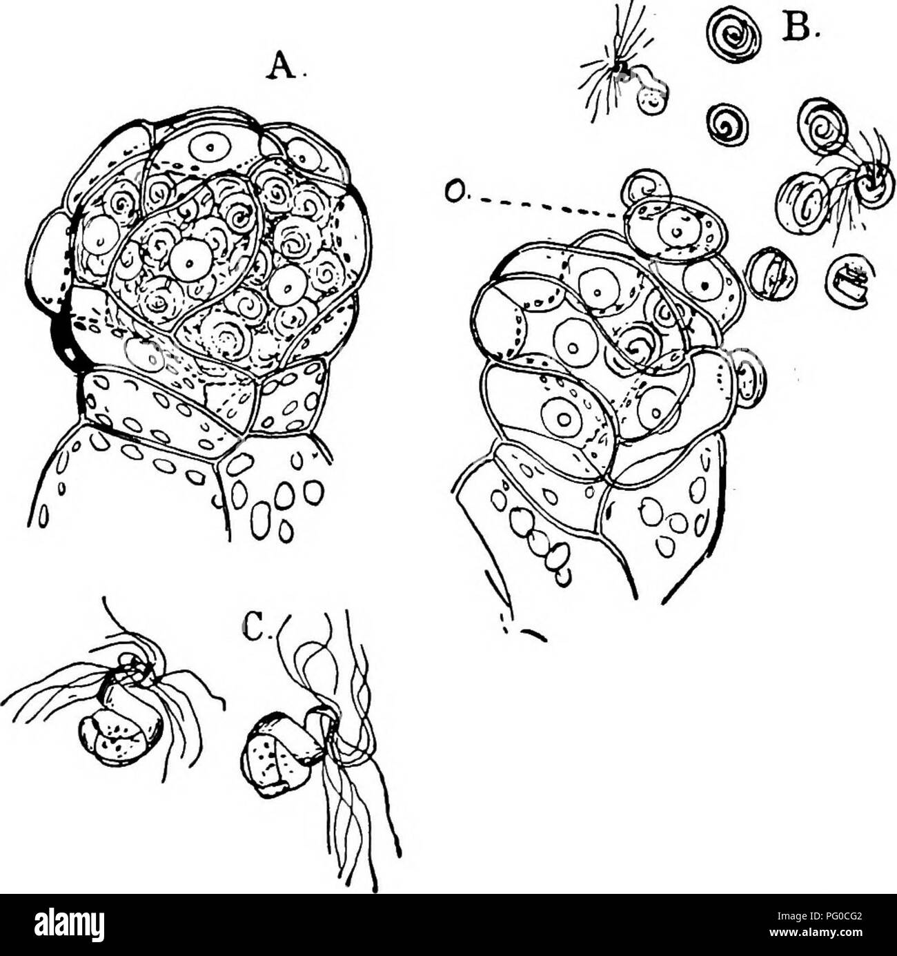 . La struttura e lo sviluppo di muschi e felci (Archegoniatae). Morfologia vegetale; muschi e felci. Il HOMOSPOROUS LEPTOSPORANGIAT^ 353 come nel Hepaticse e la matura spermatozoids sono avvolti più categoricamente che in Polypodiacese. La libera spermatozoid ricorda che di Marattia o equiseto piuttosto che quella del Polypodiacese. Ci sono ma circa due bobine complete e l'ostacolare uno relativamente più grandi che in queste ultime forme. Nel nuoto vi è peculiare movimento ondulatorio, suggestivo di spermatozoid di Eqiiisctitvi. Il Archegonium Il archegonia sono solo a carico su grandi Foto Stock