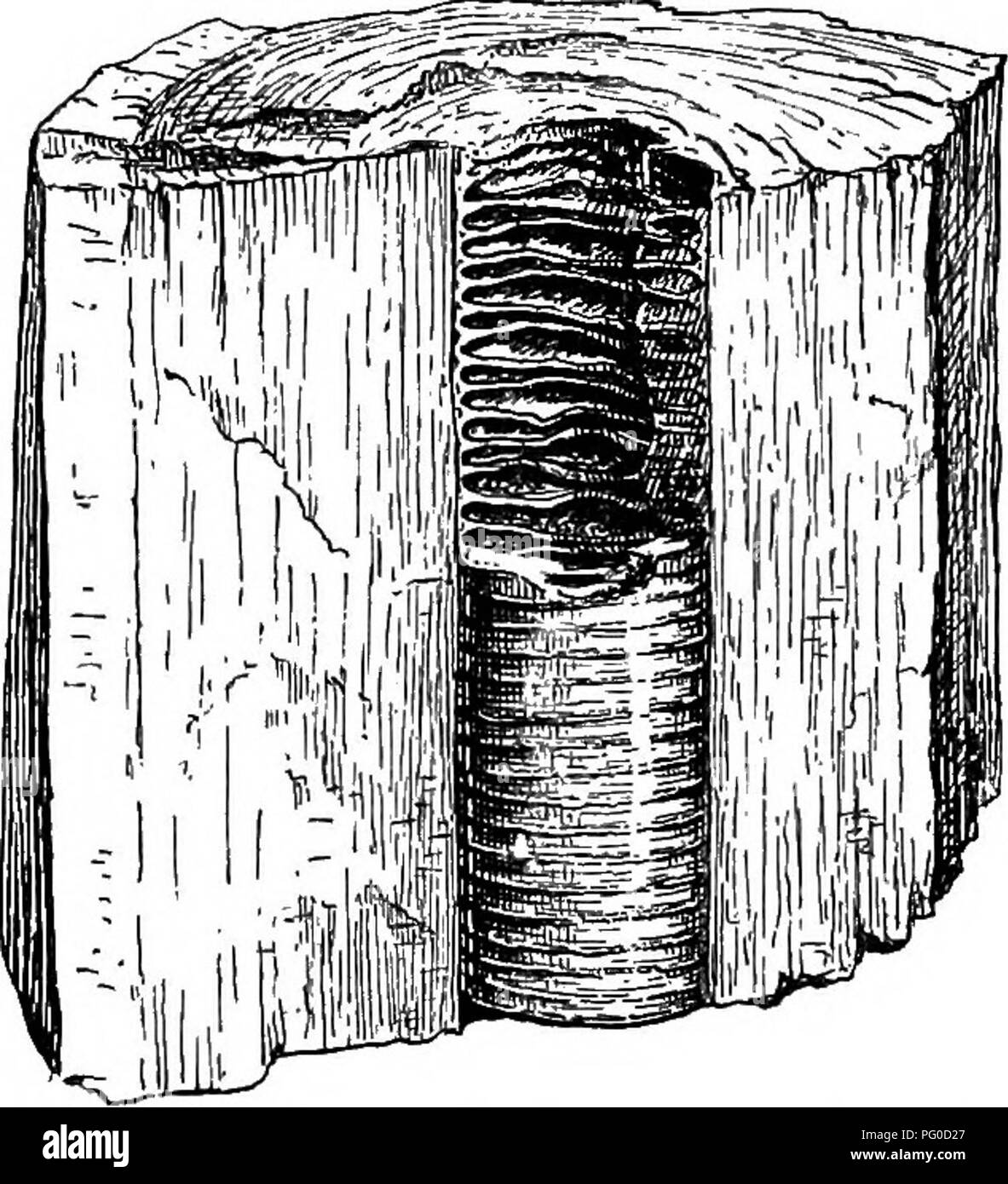 . Piante fossili : per gli studenti di botanica e geologia . Paleobotanica. 246 COKDAITBAB [CH. Steli, i. Il Pith-cast. Artisia. Sternbeig. Un personaggio al quale gli autori tendono ad attaccare un eccessivo import- mente come una funzione di diagnosi è quasi invariabilmente tendenza dell'albedo parenchimatosi di Cordaites a rompere sulla contrazione in diaframmi trasversali e quindi di produrre ciò che è noto come un albedo discoidale. Nel gambo mostrato in fig. 473 Il midollo è offrono rappresentato da una più o meno cilindrica cast caratterizzato da abbastanza regolari nervature trasversali e scanalature strette; nella parte superiore. Fig. 473. Cordaites (o Foto Stock