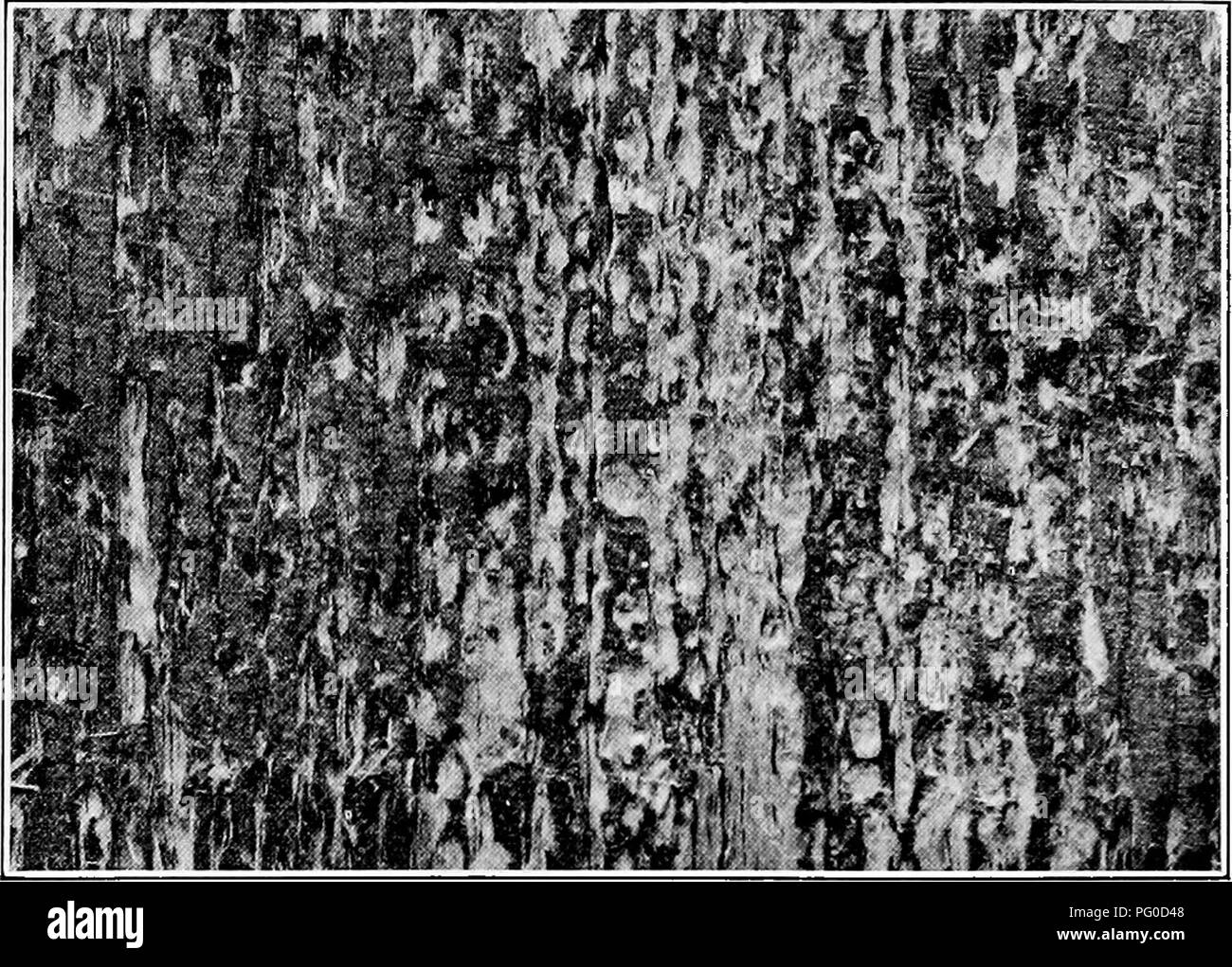 . Manuale delle malattie ad albero . Alberi. 326 MANUALE DELLE MALATTIE AD ALBERO molti irregolari pieghe concentriche. Sotto la superficie è marrone chiaro e coperto con minuscoli fori che sono le estremità aperte dei tubi in cui le spore sono a carico. Caiise. Pecky legno-rot di conifere è causato dalla staffa-fungo Trametes jdni. Questo nome è stato applicato per la prima volta alla scaffalatura forma di sporophore e più tardi la più piccola forma resupinate era. Fig. 65.-stadio avanzato del legno pecky-rot in sezione longitudinale. named Trametes pini abietis. Quest'ultimo nome non viene più utilizzato, poiché l'identità dei due moduli è stata establis Foto Stock