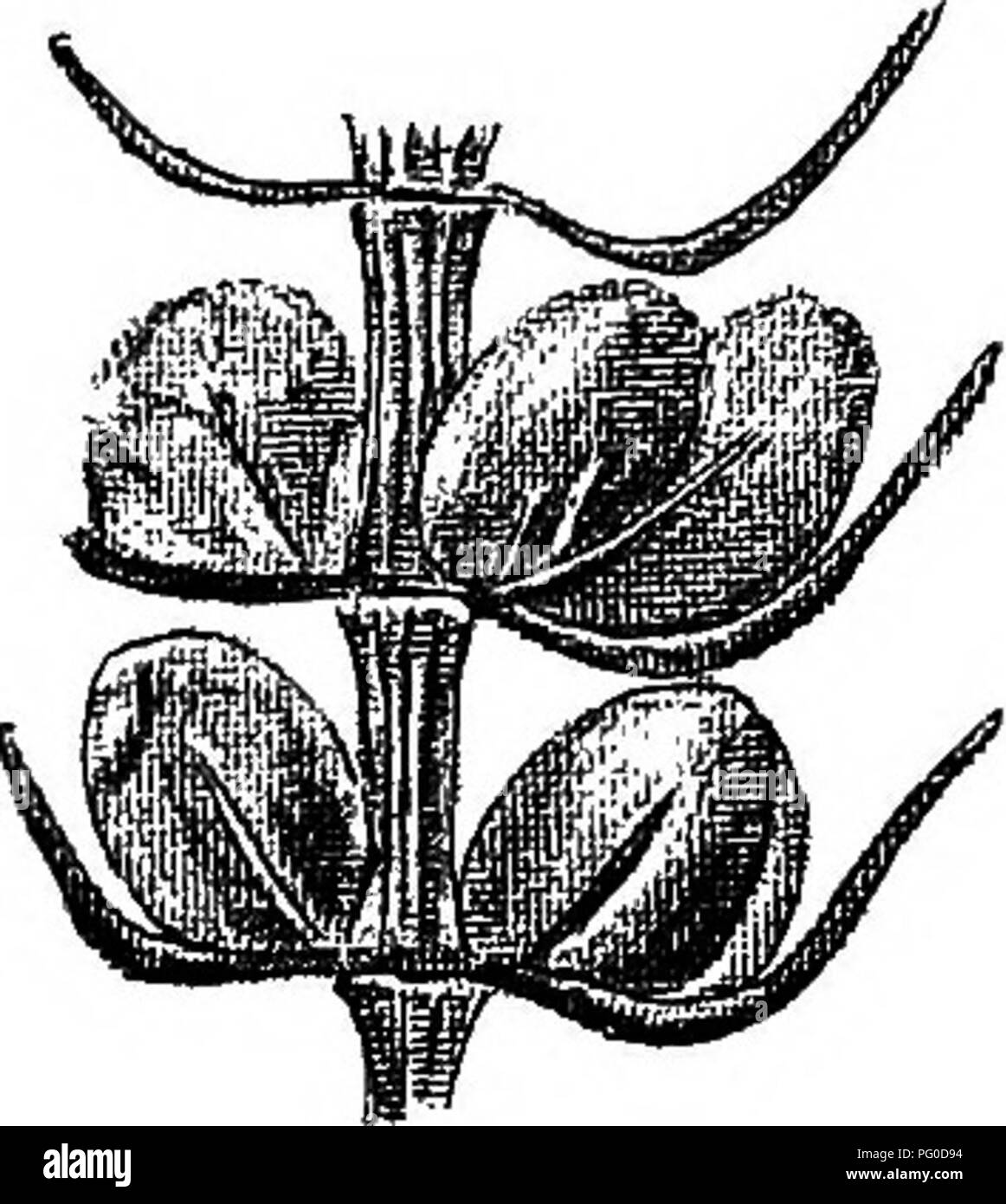 . Piante fossili : per gli studenti di botanica e geologia . Paleobotanica. X] PALAEOSTACHTA. 357 interrotto la sorella-celle come quelli notato in G. Binneyana; questo fenomeno è ben illustrato dalla inegualmente nutrita spore nel sporangium di fig. 96, ma nessuna di queste morti di fame spore sono stati trovati nella microsporangia. In questo cono, poi, heterospory è diventata fermamente stabilito, ma il verificarsi di spore sottodimensionati in un macrospore-tetrad ci conduce verso la probabile le linee di sviluppo di heterospory, che si vedono in G. Binneyana al loro punto di partenza. In due specie di cui strobili h Foto Stock