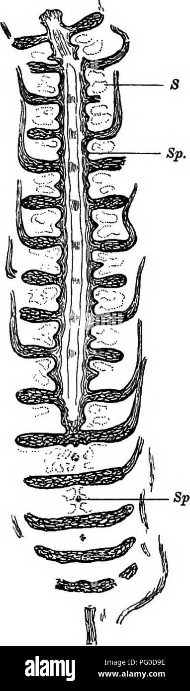 . Piante fossili : per gli studenti di botanica e geologia . Paleobotanica. 352 CALAMITES. [CH. porzione coerente di ogni whorl. Il modo di occorrenza dei vortici è mostrato in fig. 94, la quale è stata schematizzata da una sezione grande nella raccolta di Williamson. Il seg- zioni del successive verticils sterile si alternano con uno un altro, in modo che la superficie in vista di un cono la lunga e stretta brattee libero appaiono disposte a spirale. A metà strada tra l. Fig. 94. Calamostachys Binneyana (Carr.) in direzione longitudinale (radiale e tan- gential) sezione. Sp, sporangiopliores; S, sporangia. Prom (provino n. 1022 in Foto Stock