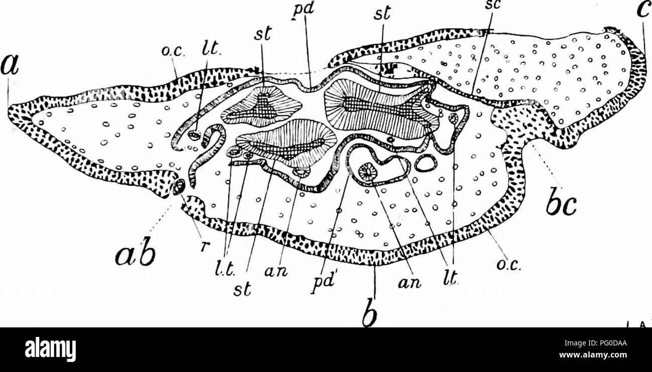 . Gli studi di botanica fossile . Paleobotanica. MEDULLOSEAE 431 normalmente tre (vedere Fig. 164, st) ; ognuno ha un piuttosto allungate e irregolari sezione trasversale ; tracciata longi- tudinally, si dividono e nuovamente il fusibile con un altro a lunghi intervalli di tempo. La struttura dei singoli stele è quasi identica a quella del singolo cilindro vascolare di un Heterangium. La parte centrale di ogni stele è completamente occupata dal legno primario, costituiti da gruppi di tracheides intermiscelati con. L.A.B. Fig. 164.-Medullosa cmglica. Sezione trasversale di .stelo, che mostra tre grandi foglie- basi, a, /', e Foto Stock