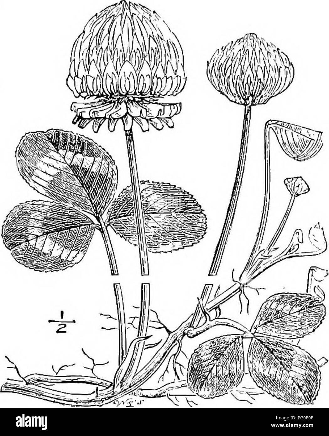 . Un manuale di igiene veterinaria. Igiene veterinaria. Fig. 67.-Trifoglio rosso (Fream; Fig. 68.-Trifoglio bianco (Fream). Eed o ampia trifoglio, Trifolium pratense (Fig. 67).- cresce su quasi ogni tipo di suolo, ma dura solo due anni. Esso produce un eccellente fieno, ma è passibile di ' malattia di trifoglio ' (vedere p. 167). Vi è una varietà di esso noto come erba Cotv che è molto meno suscettibile, ma soltanto rese un raccolto al posto dei due ceduta dal trifoglio rosso, anche se si tratta di soddisfare- in grado per i pascoli permanenti che quest'ultimo non è. Bianco o trifoglio Olandese, Trifolium repens (Fig. 68).- Questa è una pianta perenne trovati in pri Foto Stock