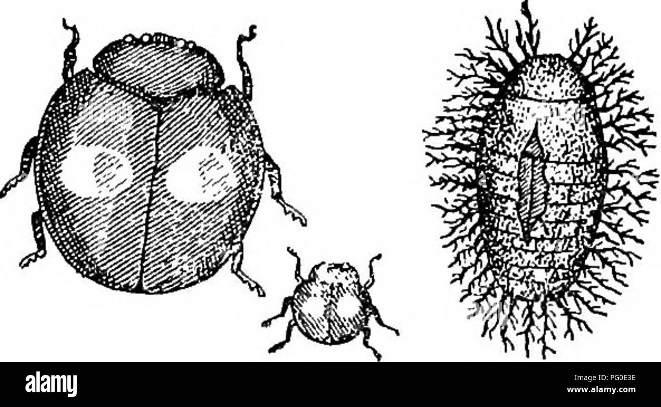. Insetti e Malattie delle piante : contenente rimedi e suggerimenti consigliati per l'adozione da parte degli agricoltori, frutta-dei coltivatori e giardinieri della provincia . Parassiti; le malattie fungine di piante; pesti di insetto. 60 Vict. Boaed provinciale di Orticoltura. 45 Il caso di Vedalia australiano cardinalis, unported a preda su scala scanalati Icerya purchctsi, è spesso citato come un esempio di ciò che può essere fatto. Quando questo insetto nemico è stato introdotto, è trovato nulla che sia riconosciuto ad eccezione del Icerya purcJiasi, e in seguito si dedicò interamente a tale specie, sopprimendo totalmente in un Foto Stock