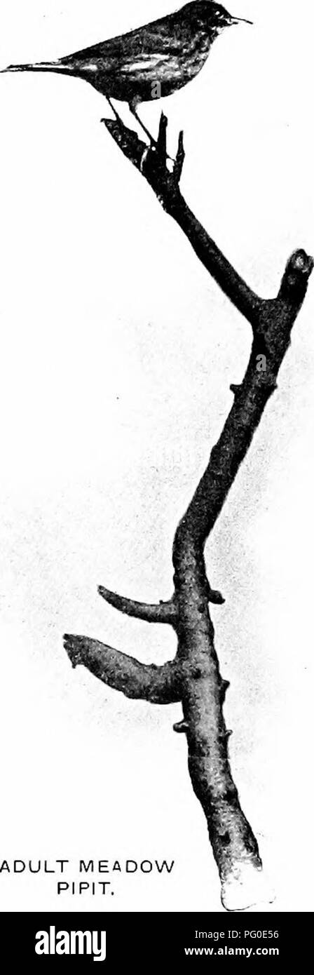 . La natura della carol cantanti. Gli uccelli. La natura della CAROL cantanti. Tuttavia, trovati due in fori tra le pietre grezze dove un culbianco ci si sarebbe potuto aspettare di razza. Il struc- ture è composta da bents, bit di fine dead erba, e cavallo- capelli, ma l'ultima- denominato articolo è spesso assente al- insieme. Il numero di uova da quattro a sei, ma cinque è una frizione generale. Essi sono grigio-bianco, a volte venato con bluastro pallido - verde o rosato nella massa co- iout, chiazzato con diverse tonalità di marrone e occasione- alleato contrassegnati con capelli- come linee di dusky nera sulla estremità più grandi sono più piccoli in Foto Stock