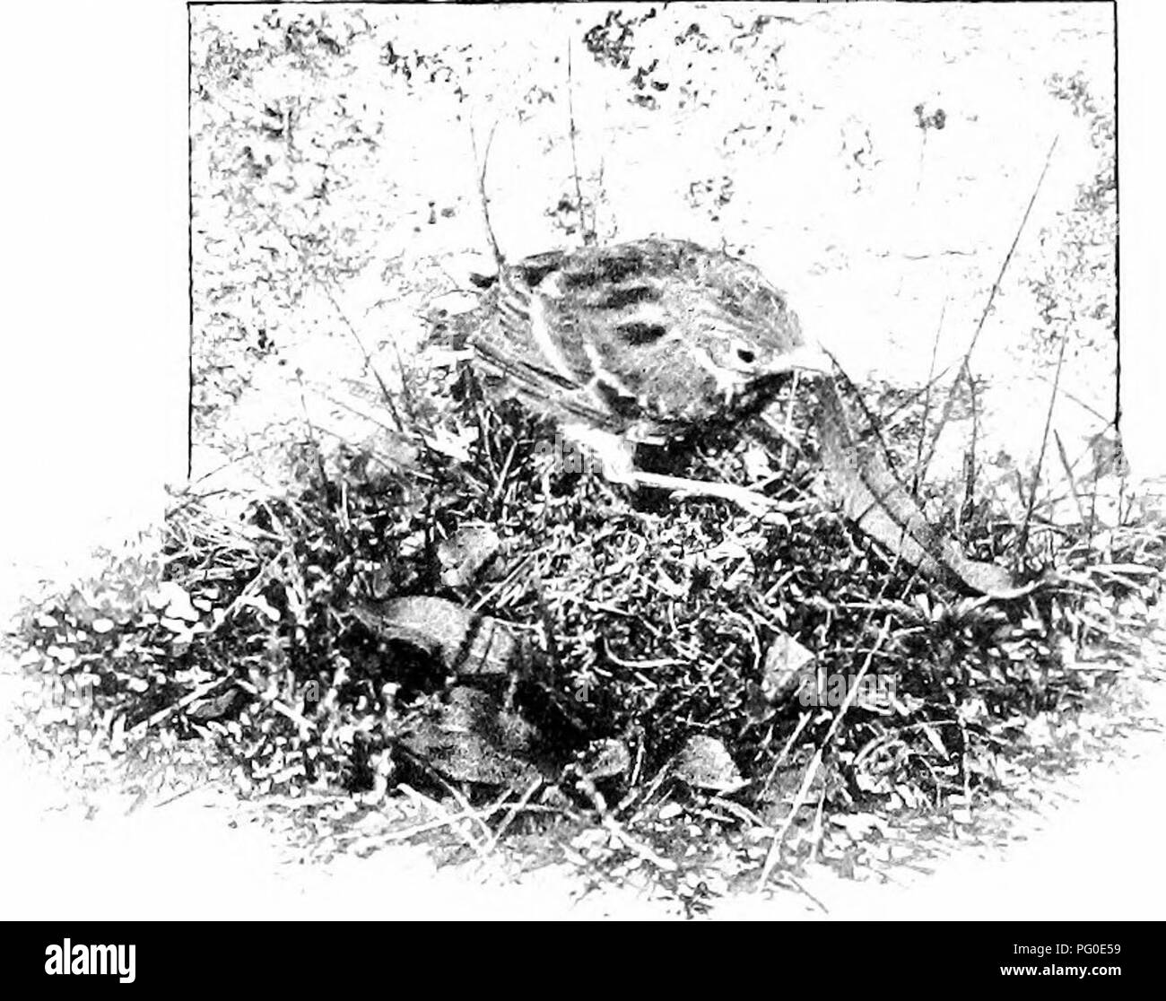 Il Pipito del prato è un piccolo uccello che si trova nelle Highlands, noto per il suo canto shrill, spesso consegnato mentre si libra in aria o arroccato su rocce. È dotato di chiamate di allarme e soccorso distinte e, in genere, nidifica in ciuffi di erba o arbusti bassi. Foto Stock