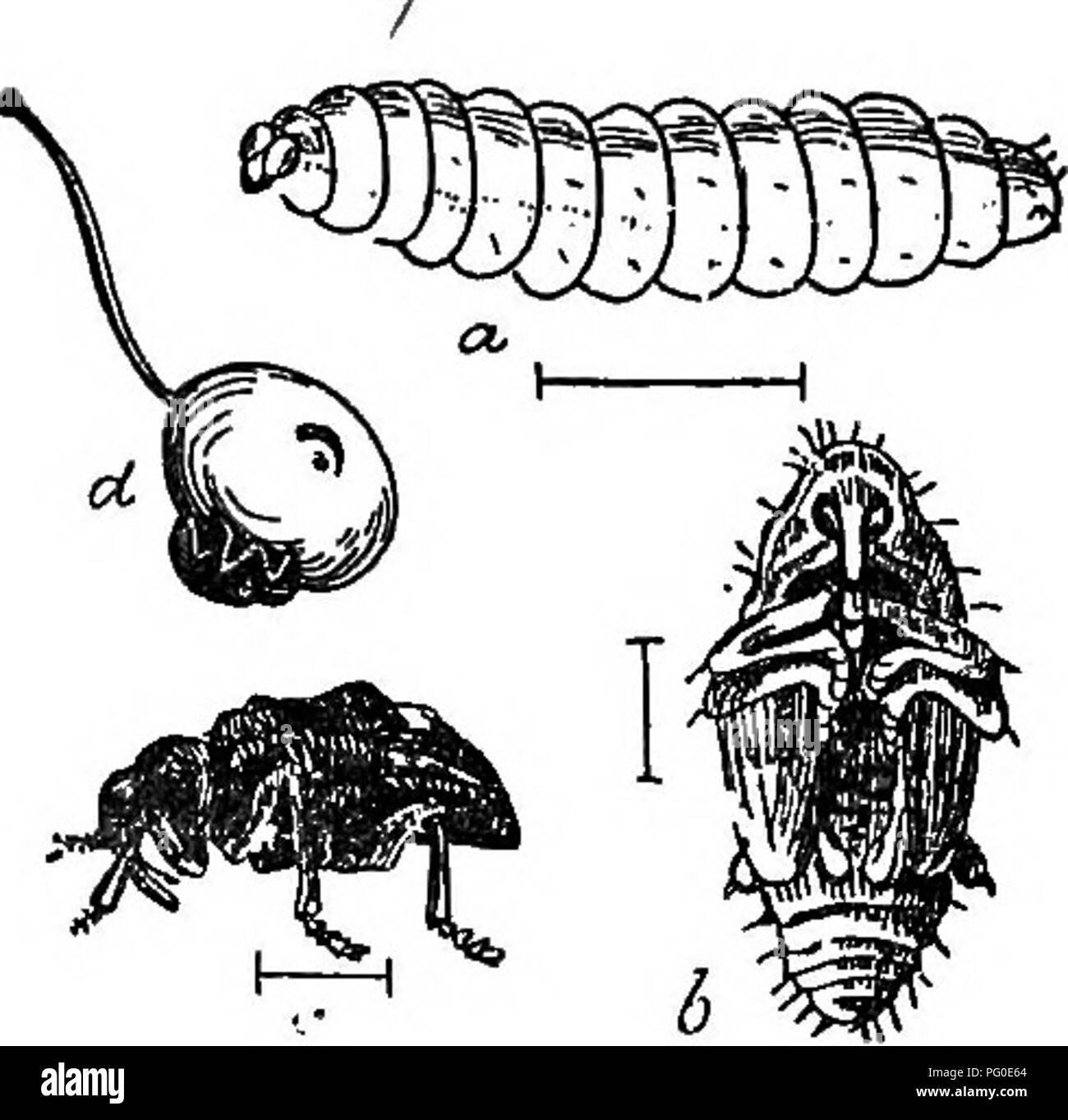 . Insetti e Malattie delle piante : contenente rimedi e suggerimenti consigliati per l'adozione da parte degli agricoltori, frutta-dei coltivatori e giardinieri della provincia . Parassiti; le malattie fungine di piante; pesti di insetto. 28 â scheda provinciale di Orticoltura. 1897. La Prugna CUECULIO (Conotrachdus nenupharânerhst). Il diflferent stadi sono mostrati nell'incisione sopra: (a) rappresenta il grub molto ingrandito; (6) la crisalide, e (c) il maggiolino, entrambe ingrandite; (d) il giovane frutta, mostrando il orescent a forma di marchio realizzato dall'insetto e il ourculio, dimensione di vita, al suo lavoro. Per quanto noto, questa peste di prugna Foto Stock