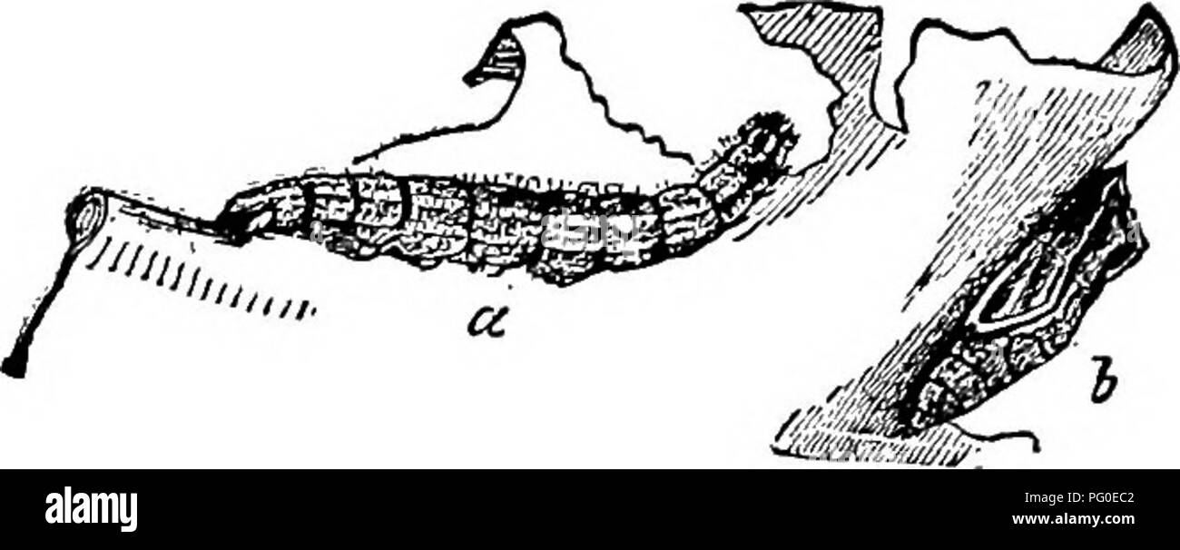 . Il successo stockman e manuale di allevamento . Bestiame; medicina veterinaria. 240 frutto della cultura. Ogni uno catturati riduce il numero di uova. Polli e tacchini se il permesso di rimanere nel lotto di cavolo divorerà molti dei vermi. Questi worm presto in forma chrysalids di emergere come farfalle cavolo worm. per deporre le uova per un secondo raccolto di "• Larva; b. Crisalide, worm. Questo secondo raccolto può essere evitato ponendo schede, impostarli sul bordo, tra le righe e i vermi si attaccano alle schede e trasformare in chrysalids. Questi possono poi essere raccolti e distrutti. I ritardatari Foto Stock