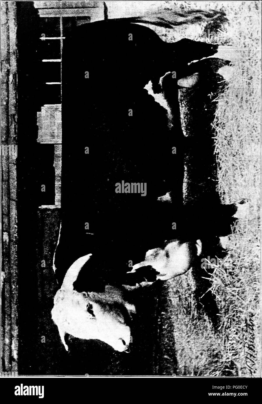 . La storia di Hereford bovini : dimostrato in maniera definitiva la più antica delle razze migliorate . Hereford bestiame. . Si prega di notare che queste immagini vengono estratte dalla pagina sottoposta a scansione di immagini che possono essere state migliorate digitalmente per la leggibilità - Colorazione e aspetto di queste illustrazioni potrebbero non perfettamente assomigliano al lavoro originale. Miller, T. L. (Timothy Lathrop), 1817-1900; Bournemouth, Wm. H. (William H. ). Chillicothe, Mo. : T. F. B. Bournemouth Foto Stock