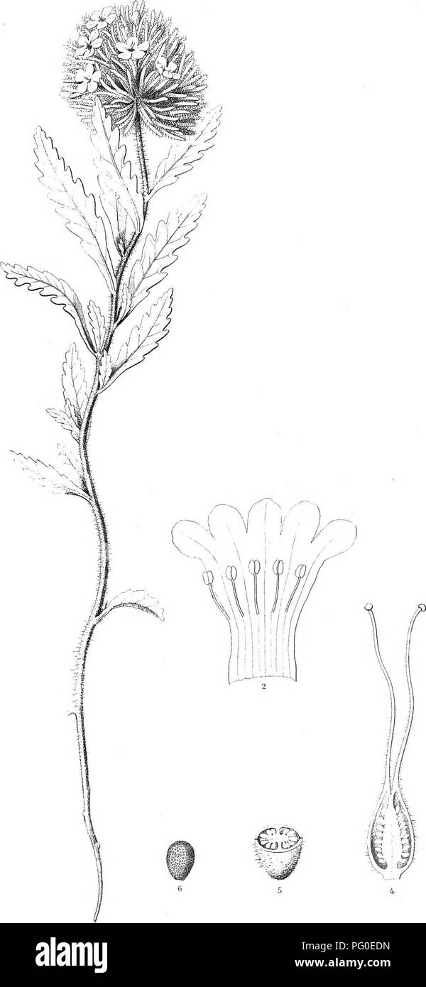 Questo rapporto discute le indagini geografiche condotte ad ovest del 100° meridiano negli Stati Uniti, concentrandosi sulle caratteristiche geologiche, specie vegetali come *Nama rothrockii* e studi ecologici degli Stati Uniti occidentali Foto Stock