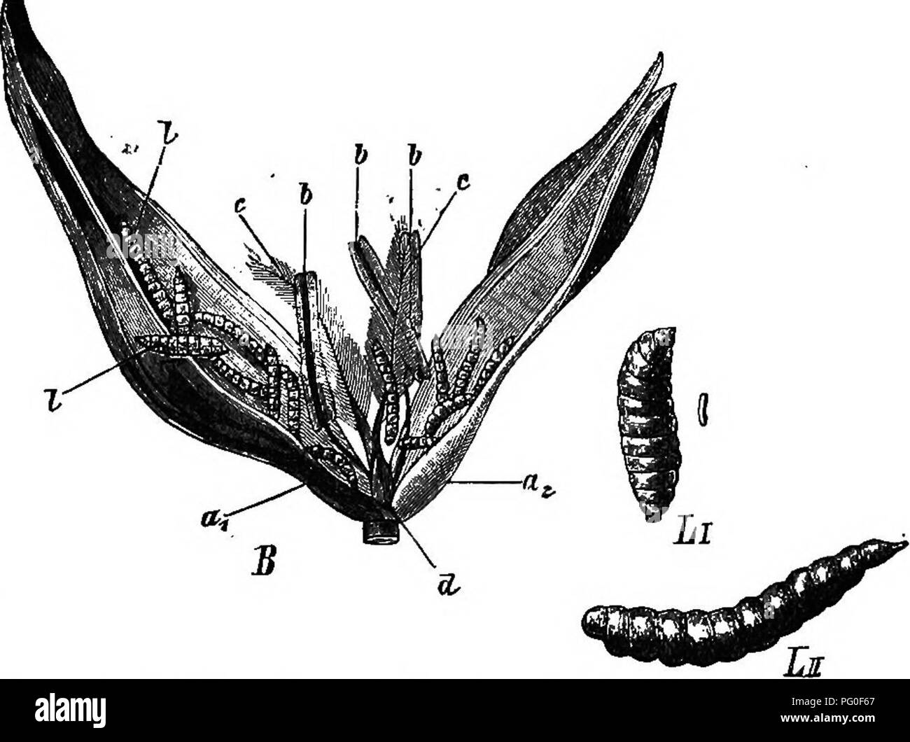 . Agricolo di zoologia. Zoologia. Gli insetti. 169 al tempo del raccolto, lasciare loro nascondiglio-luoghi e lasciarsi cadere a terra, dove la primavera seguente diventano pupse, da cui moscerini emergono rapidamente. Itemedy: Dopo un anno in cui l'insetto ha causato grandi danni, i campi devono essere profondamente solcato in ordine di uccidere larve che altrimenti sarebbe vivere attraverso l'inverno. Il grano Midge {Cecidomyia tritici). Voce maschile 5&GT;g pollice femmina (Fig. 110) ^^", e possiedono- ing un ovipositor che, quando esteso, è che due volte. Fig. 112.-Il frumento Midge ^Cecidomyia tritici): Li larva in th Foto Stock
