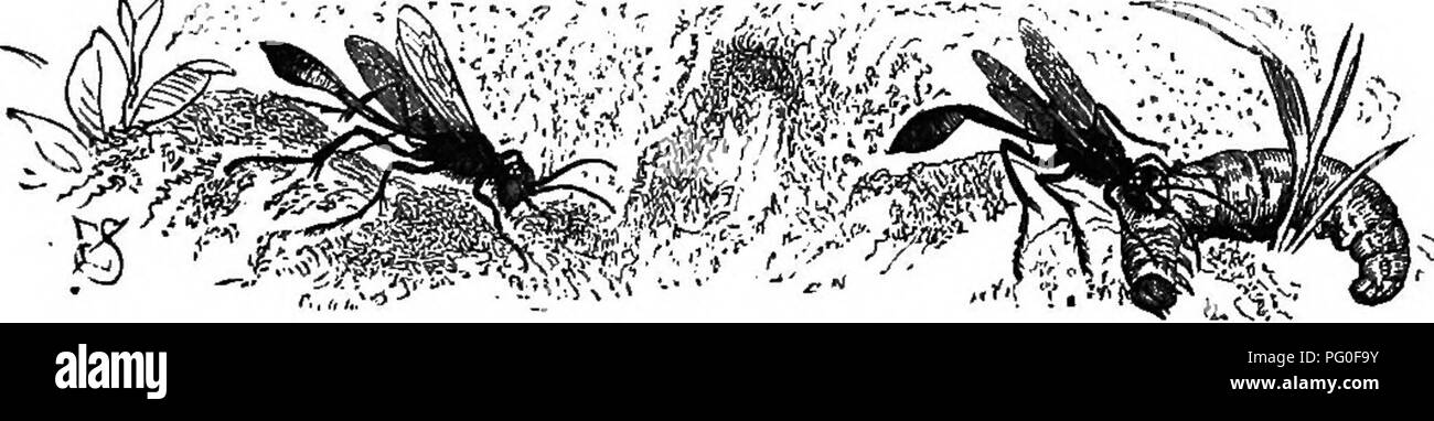 . Agricolo di zoologia. Zoologia. Gli insetti. 129 deve decomporsi, mentre, d'altro canto, un animale vivente non potrebbe permettersi di essere sepolto, il wasp porta dapprima l'insetto in una condizione nella quale non è in grado di effettuare eventuali movimenti volontari. Per questo scopo la maggior parte delle specie sting la preda catturata più volte nel corpo e quindi spesso feriscono i gangli ventrale (p. 84); da questo trattamento l'insetto non è ucciso, ma ridotto a una condizione di morte apparente. La maggior parte delle vespe di scavo sono utili poiché essi principalmente bury distruttive di tipi di insetti. La sabbia comune Wasp {AmmophUa sabulosa, Fig. 89), Foto Stock